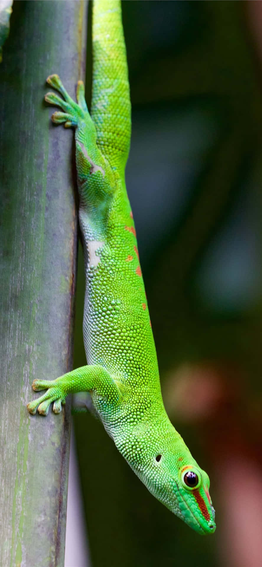 Green Lizard Climbing Down Picture