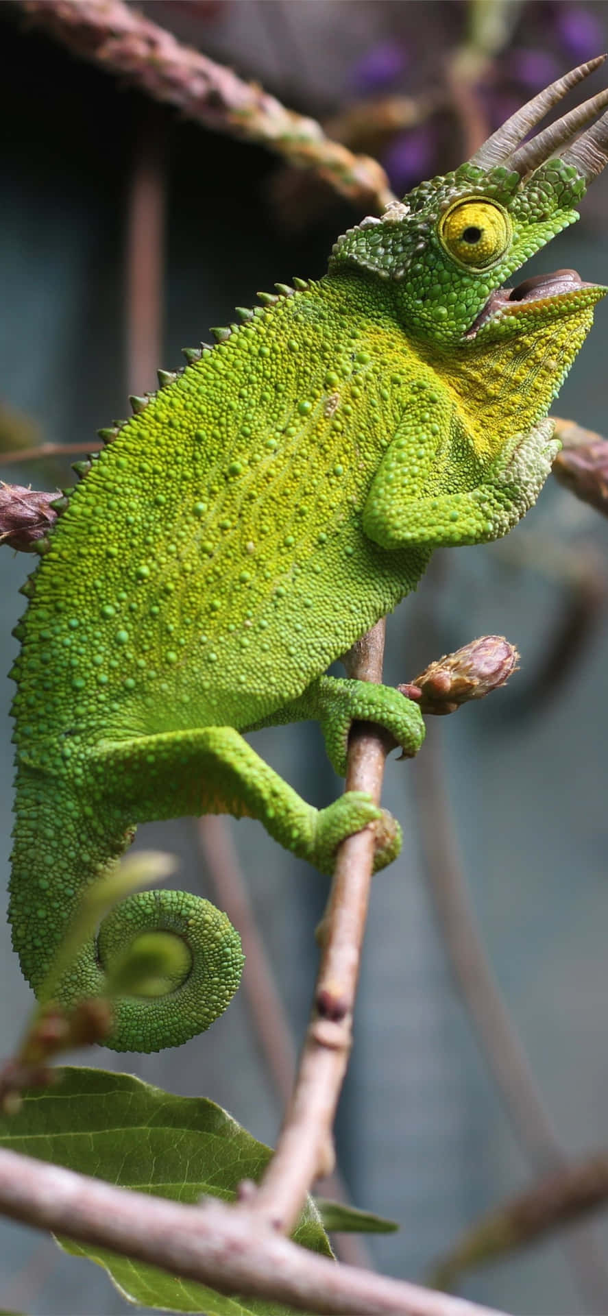 Green Iguana Lizard On Branch Picture