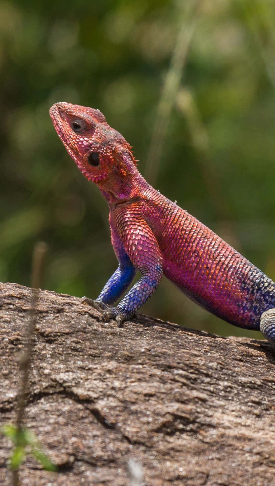 Pink And Blue Lizard Picture