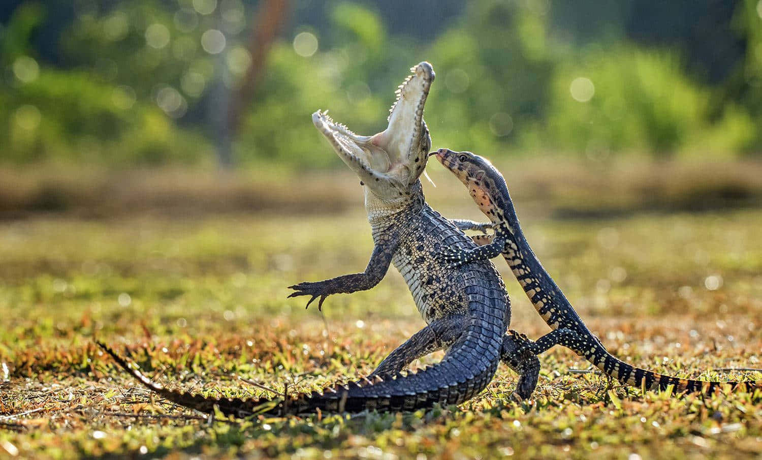 Immaginedi Lizard E Crocodile Che Si Combattono.