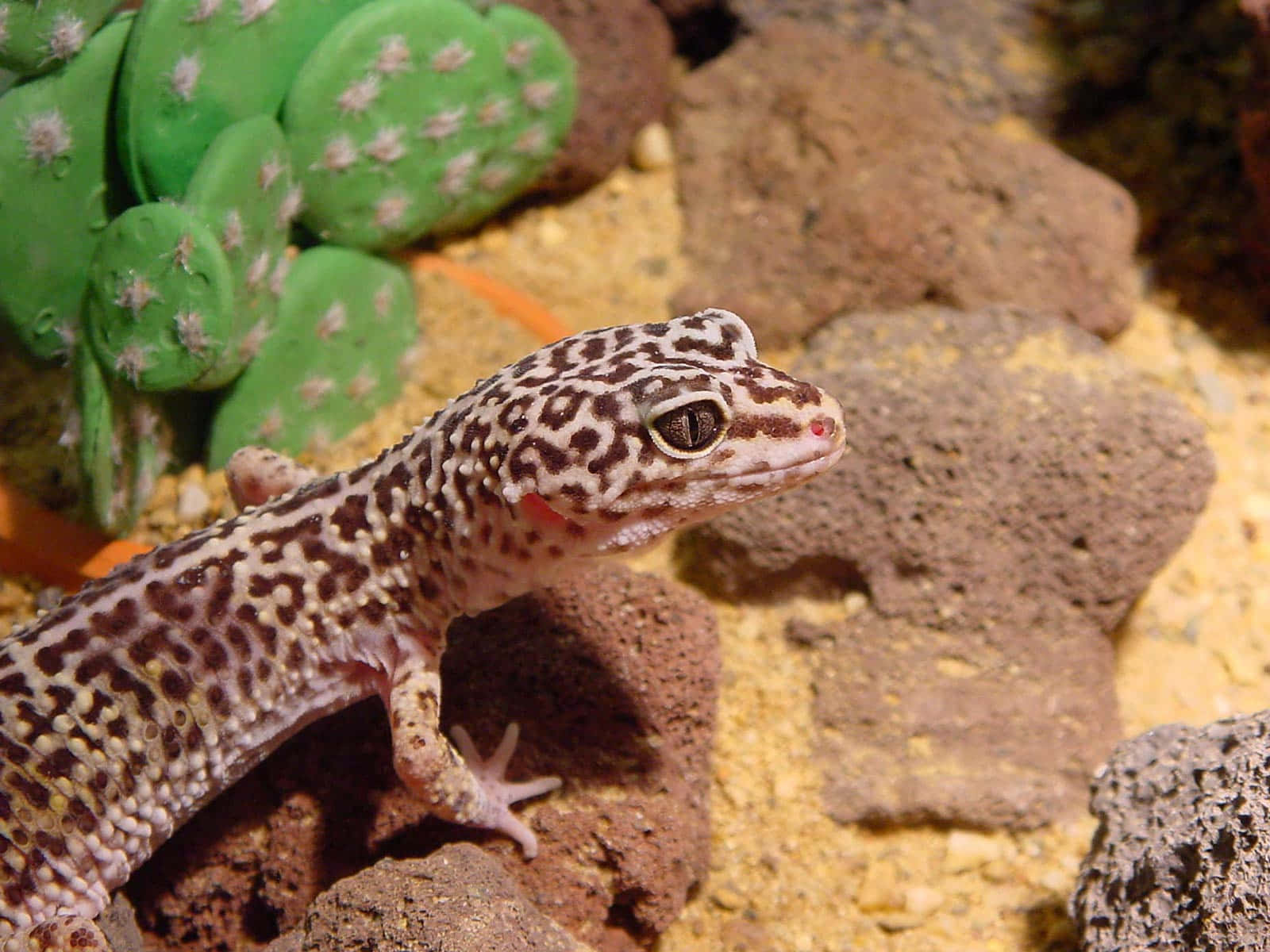 Leopard Gecko Lizard With Cactus Picture