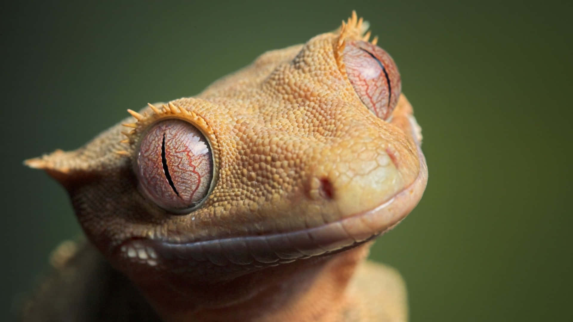 Gecko Lizard Smiling Close Up Picture