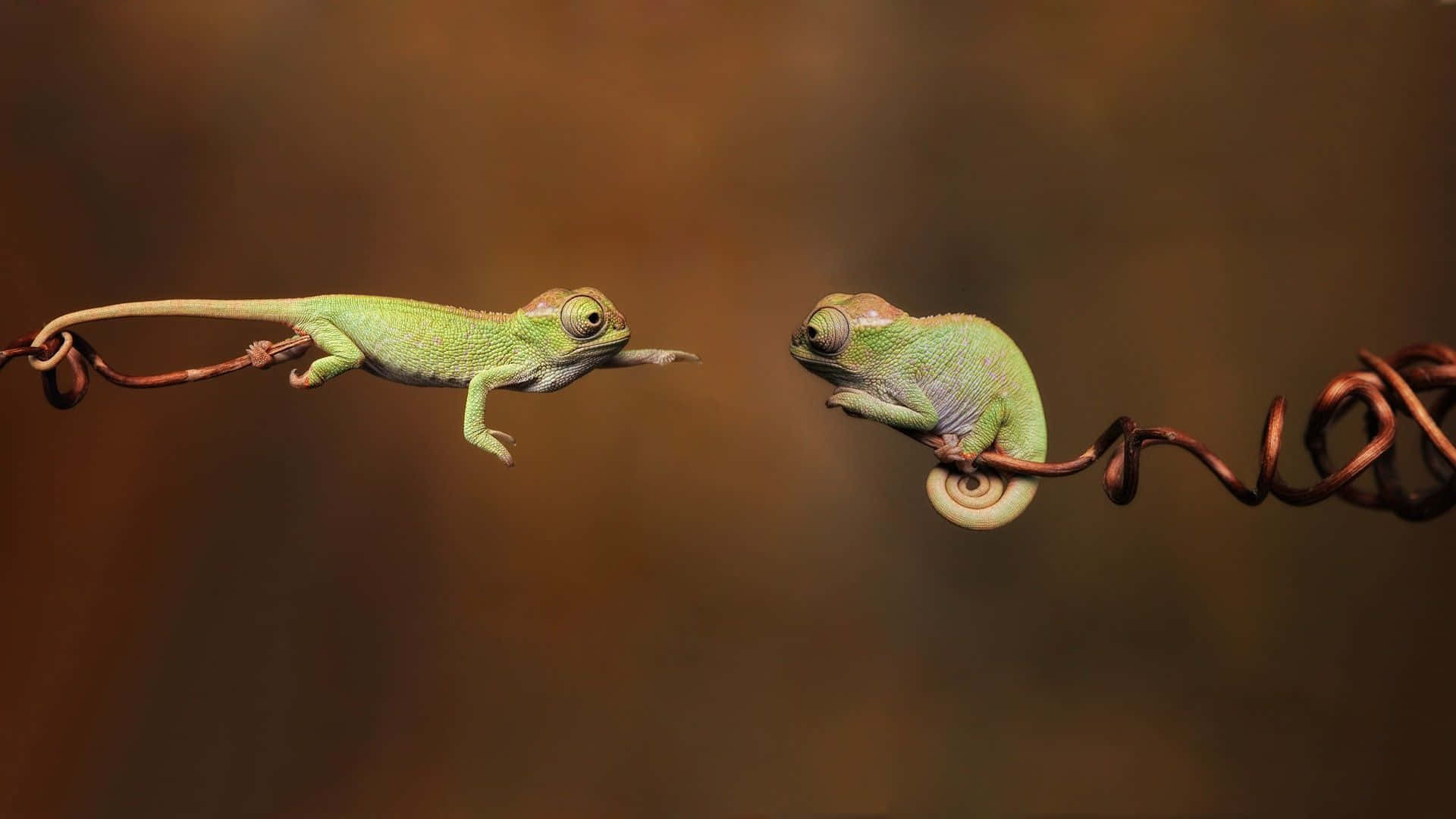 Baby Chameleon Lizard Reaching Picture