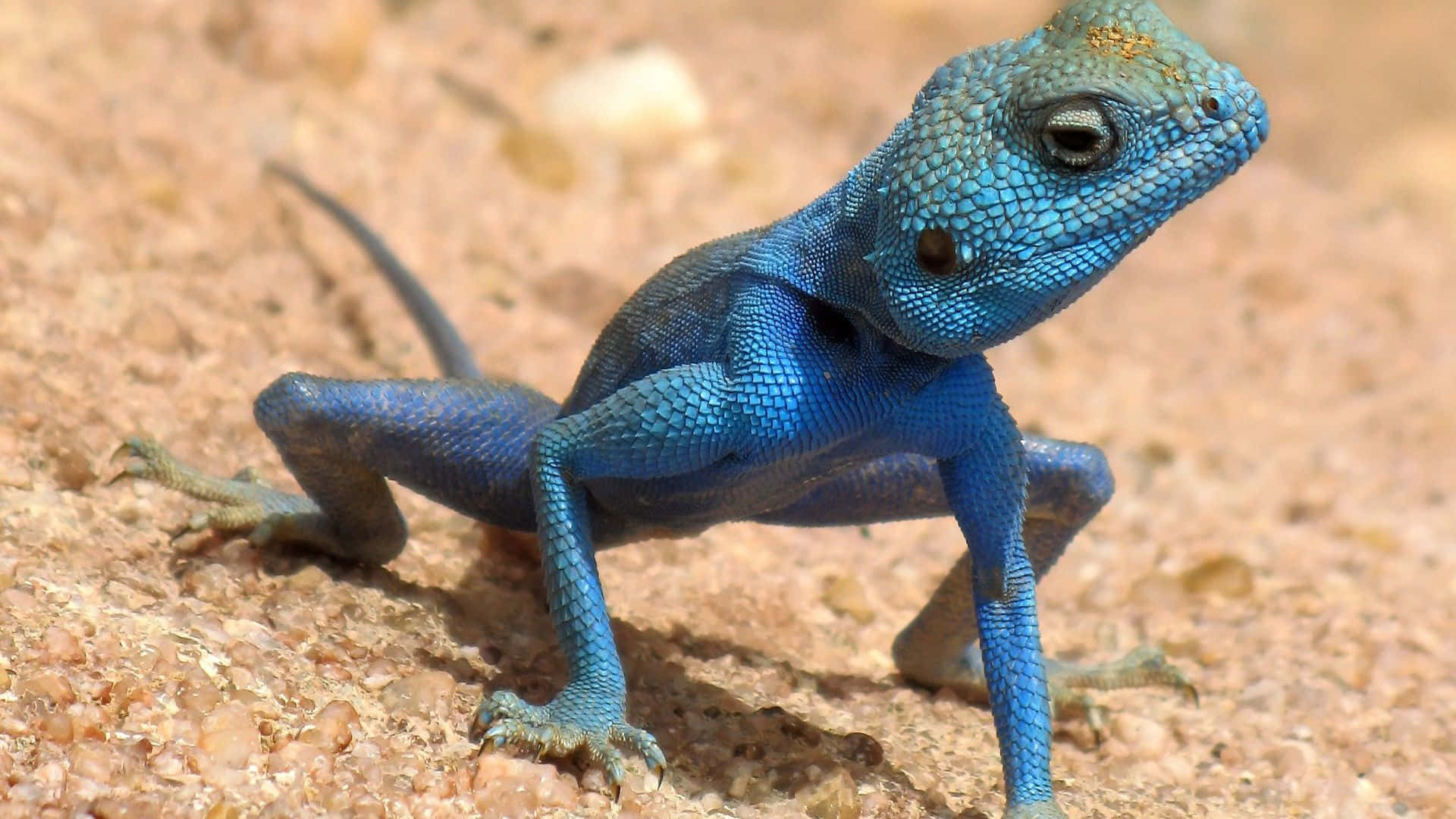 Blue Sinai Agama Lizard Picture
