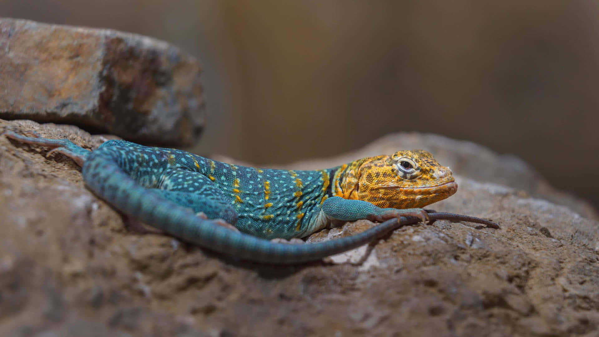 Blue And Yellow Lizard On Rock Picture