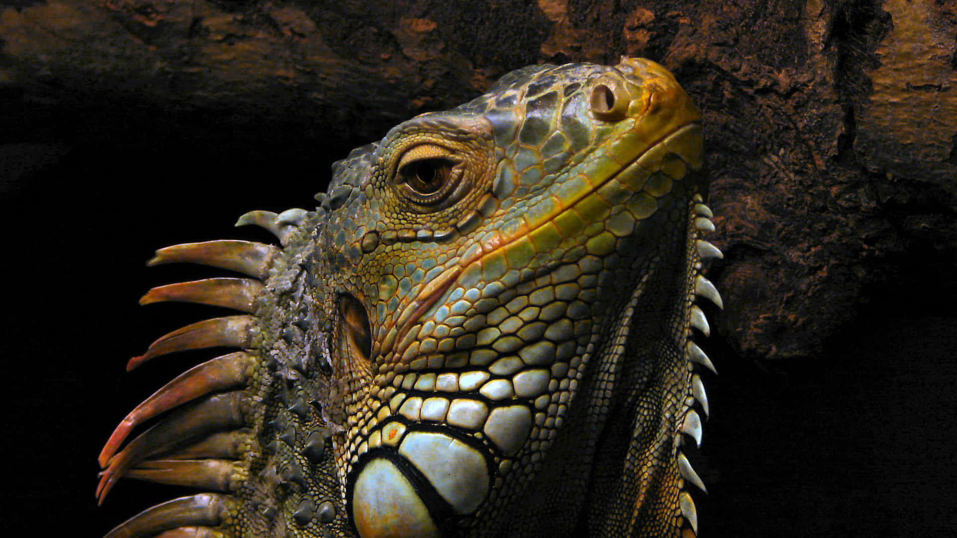 Imagenen Gran Tamaño De La Cabeza De Una Iguana Gigante.