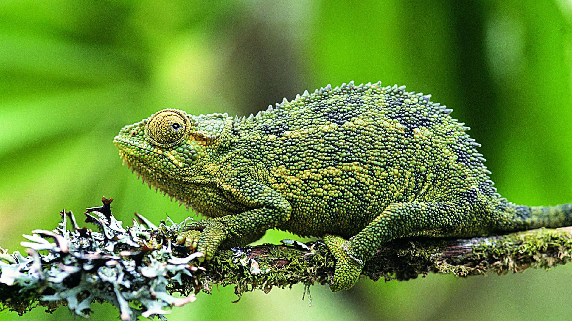 Chameleon Lizard Crawling On Branch Picture