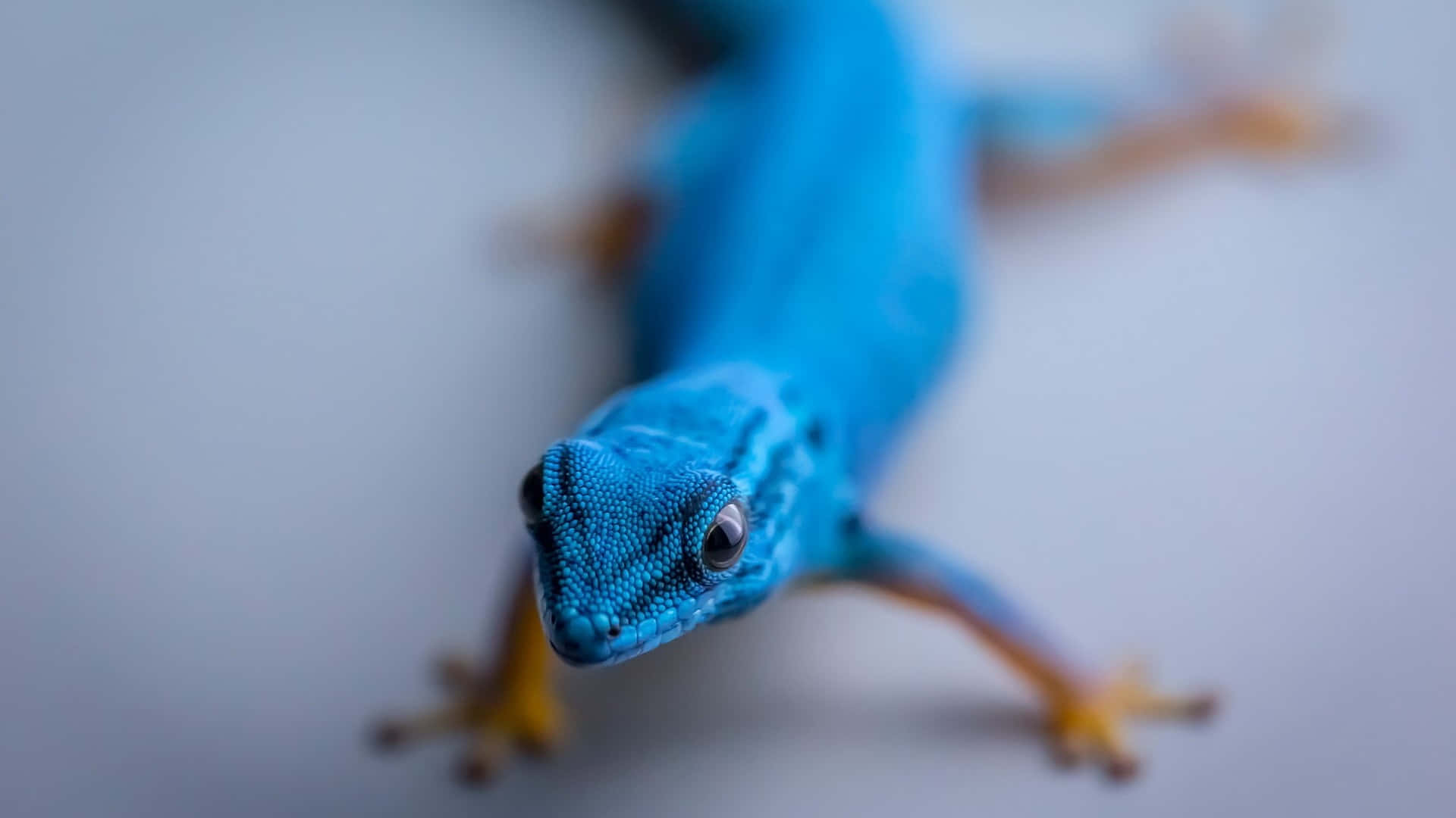 Tiny Blue Lizard Bokeh Picture
