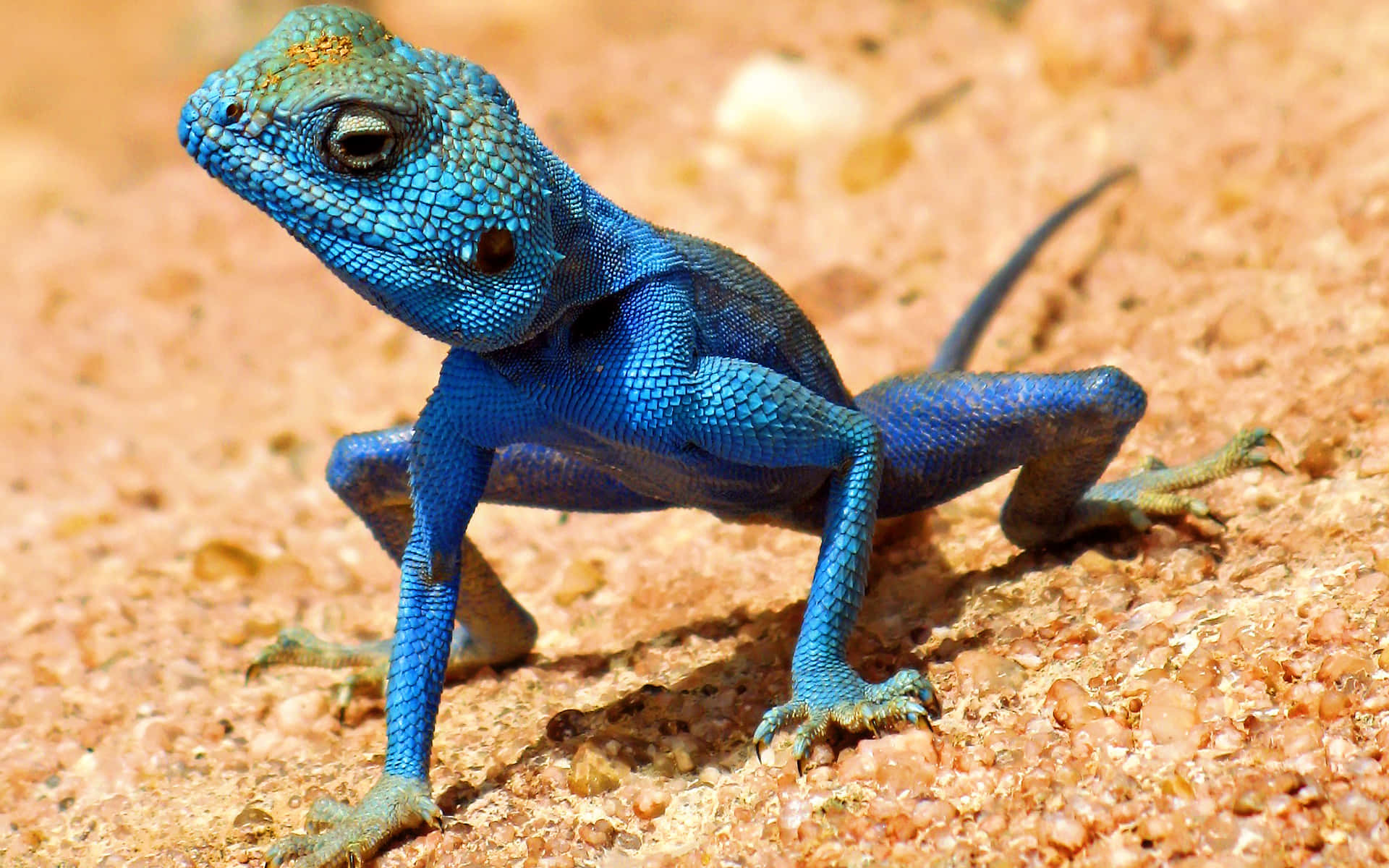 Blue Scale Lizard Sitting Picture