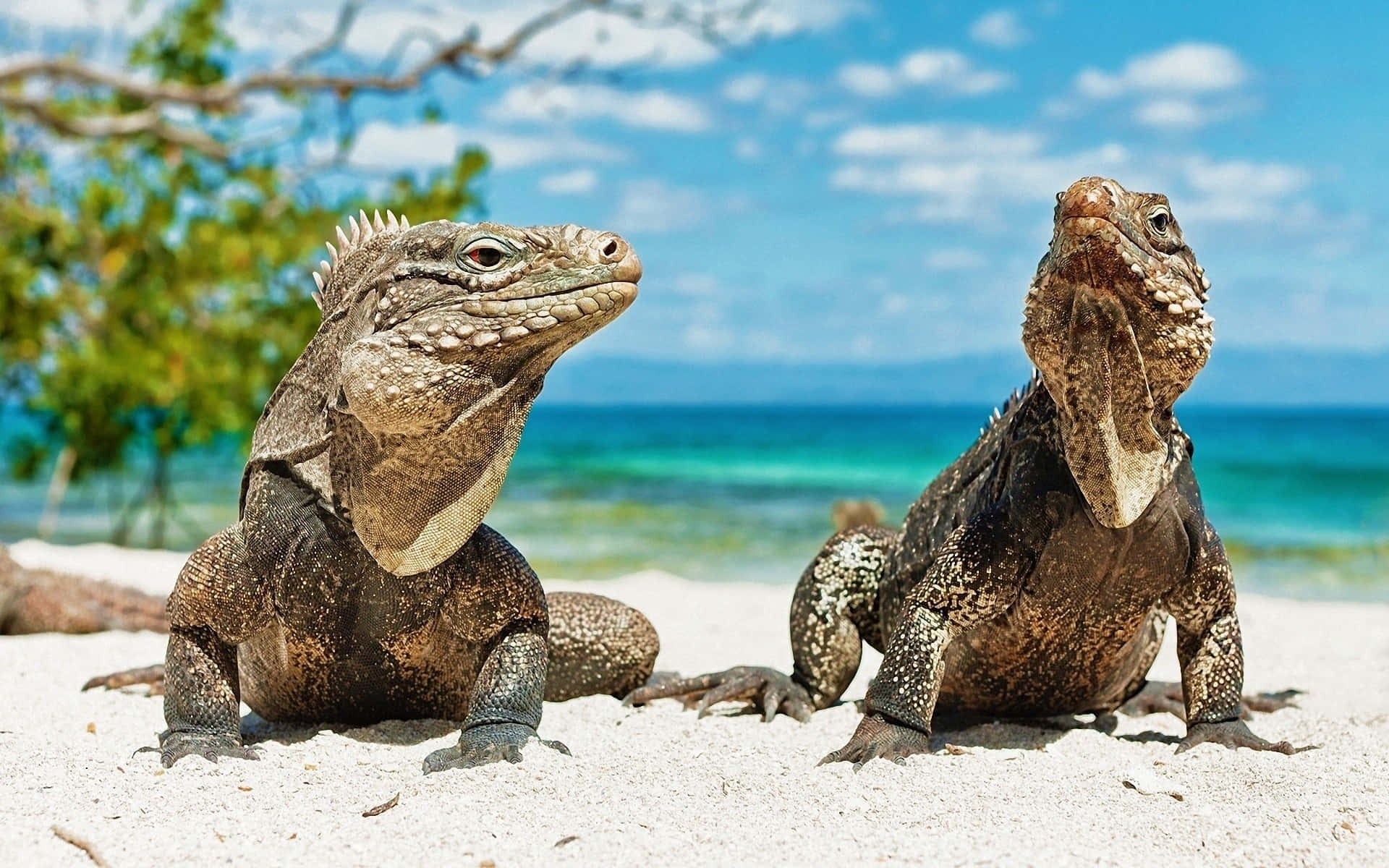 Imagende Una Iguana Lagarto En La Playa.