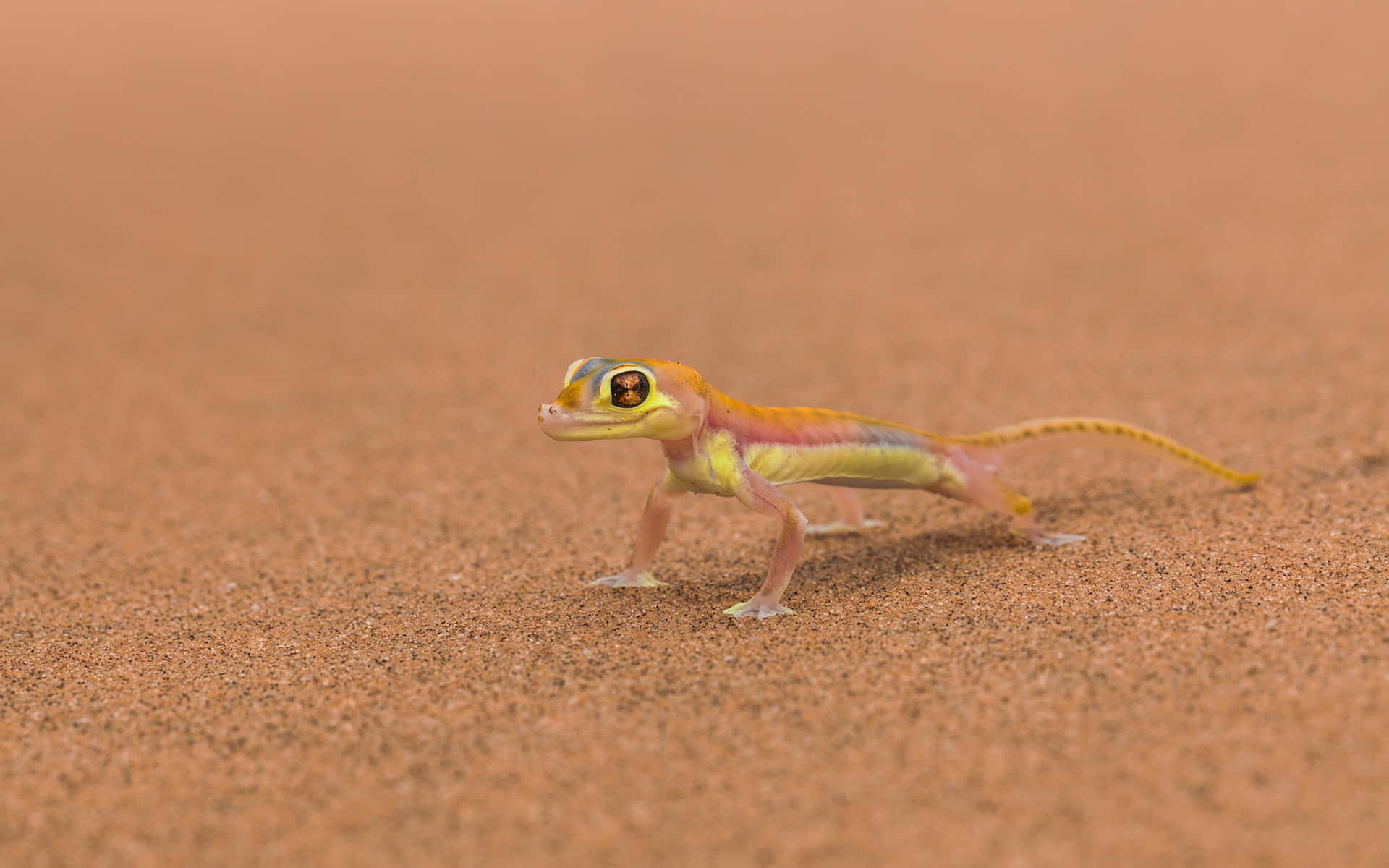 Cute Lizard On Sand Picture