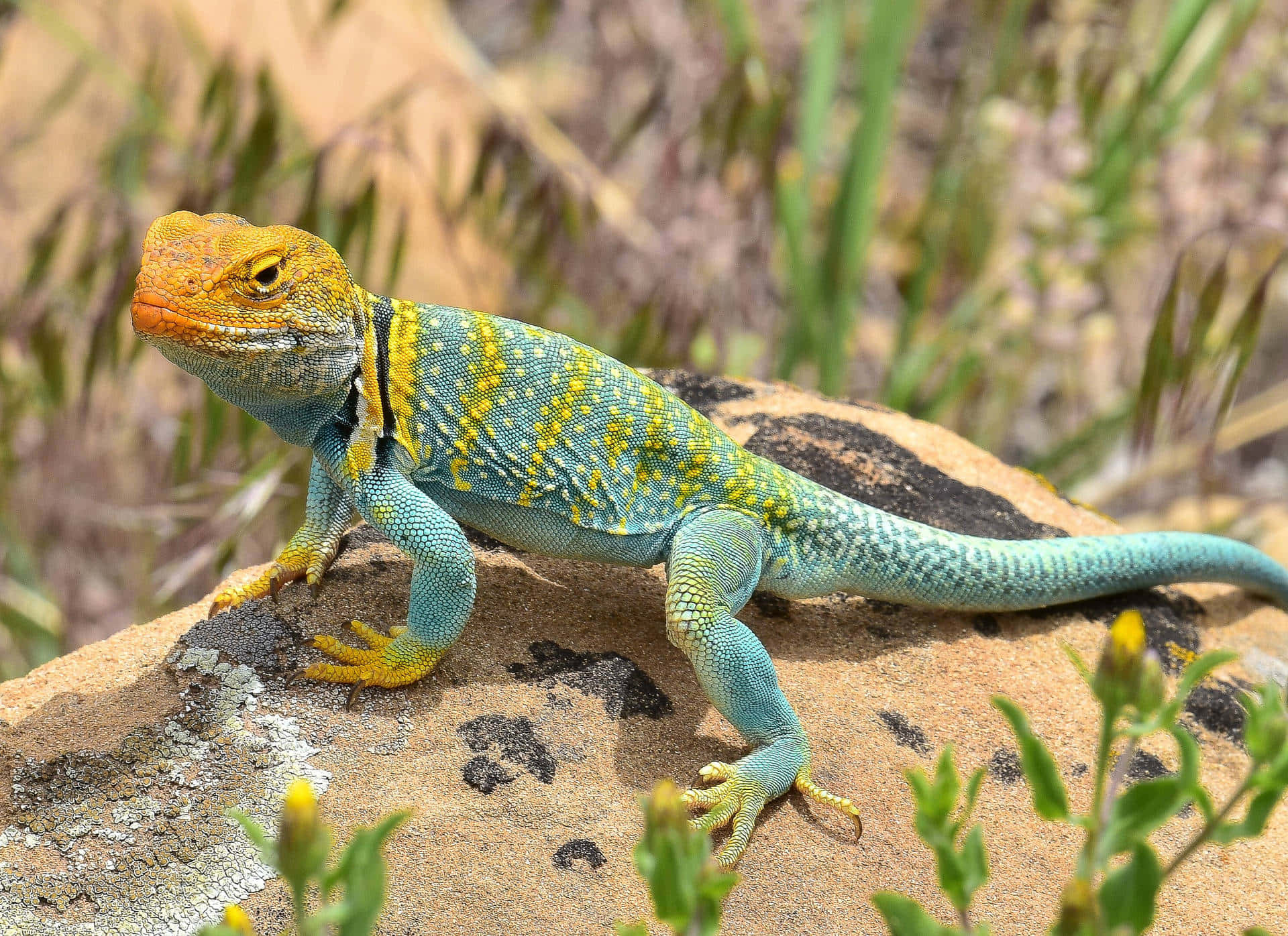 Eastern Collared Lizard Picture