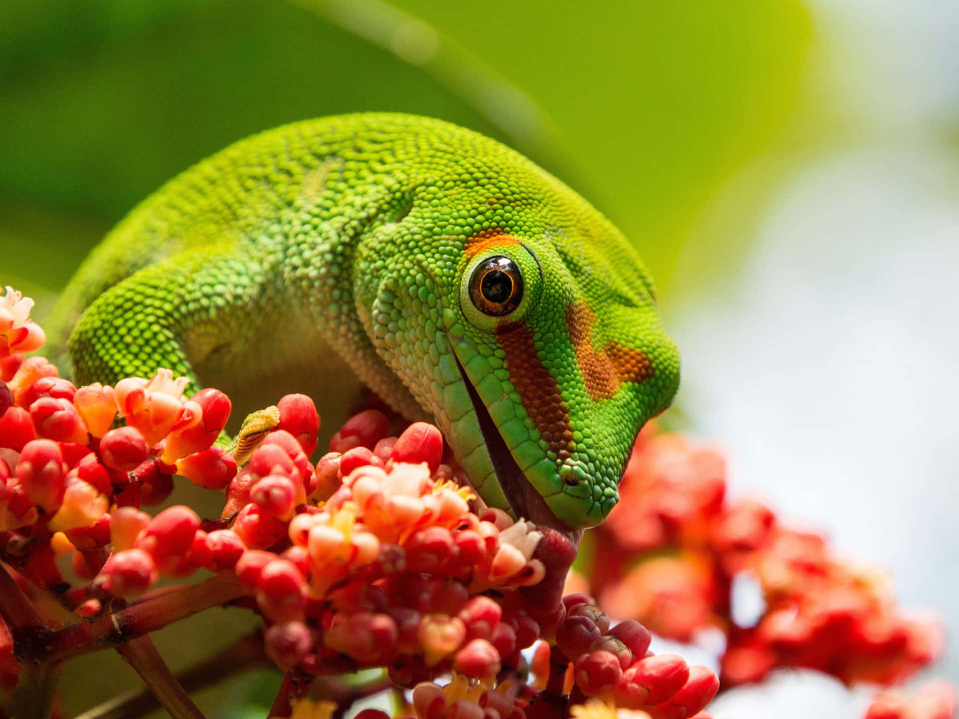 Green Gecko Lizard Eating Picture