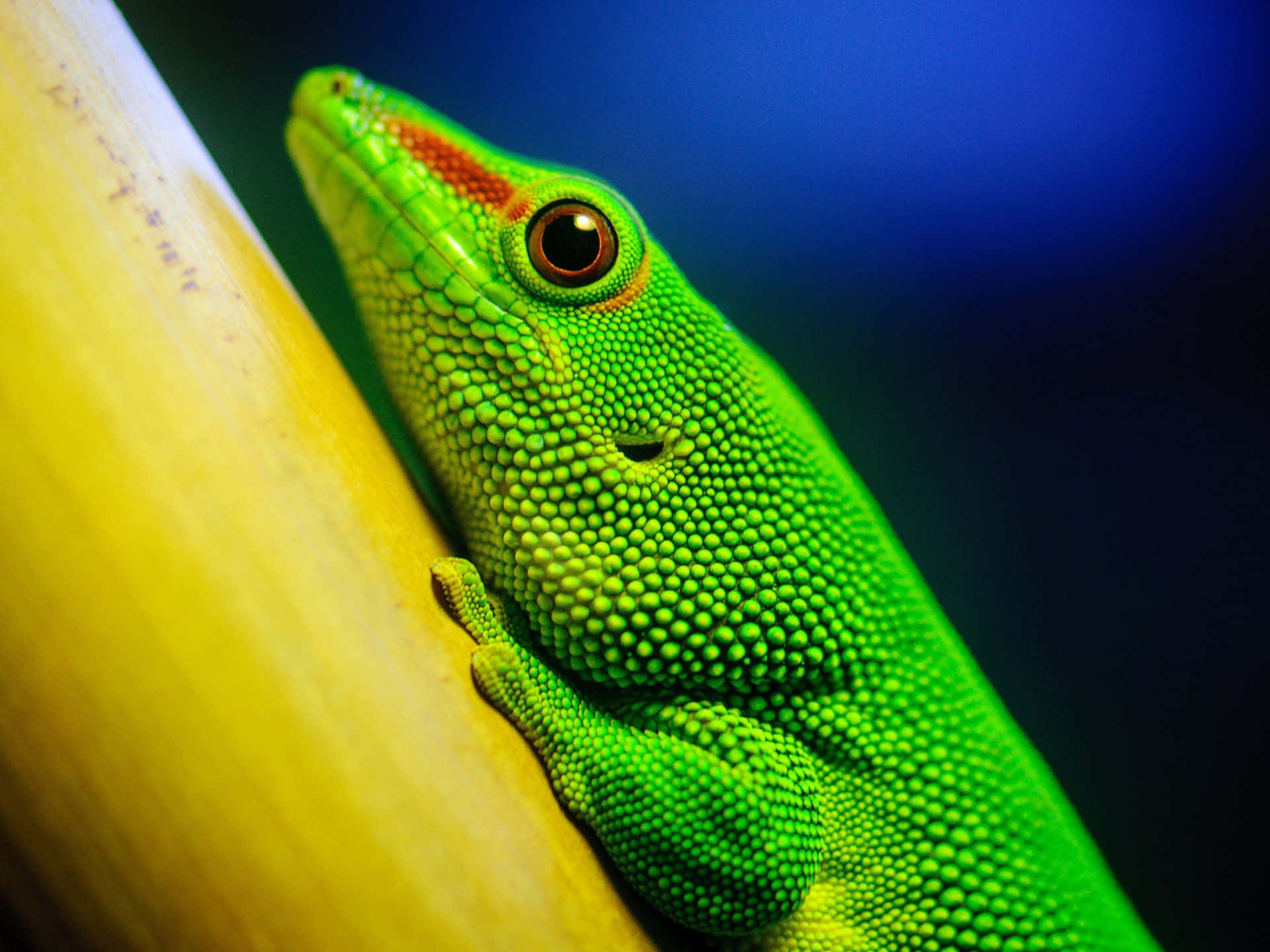 Green Gecko Lizard Climbing Picture