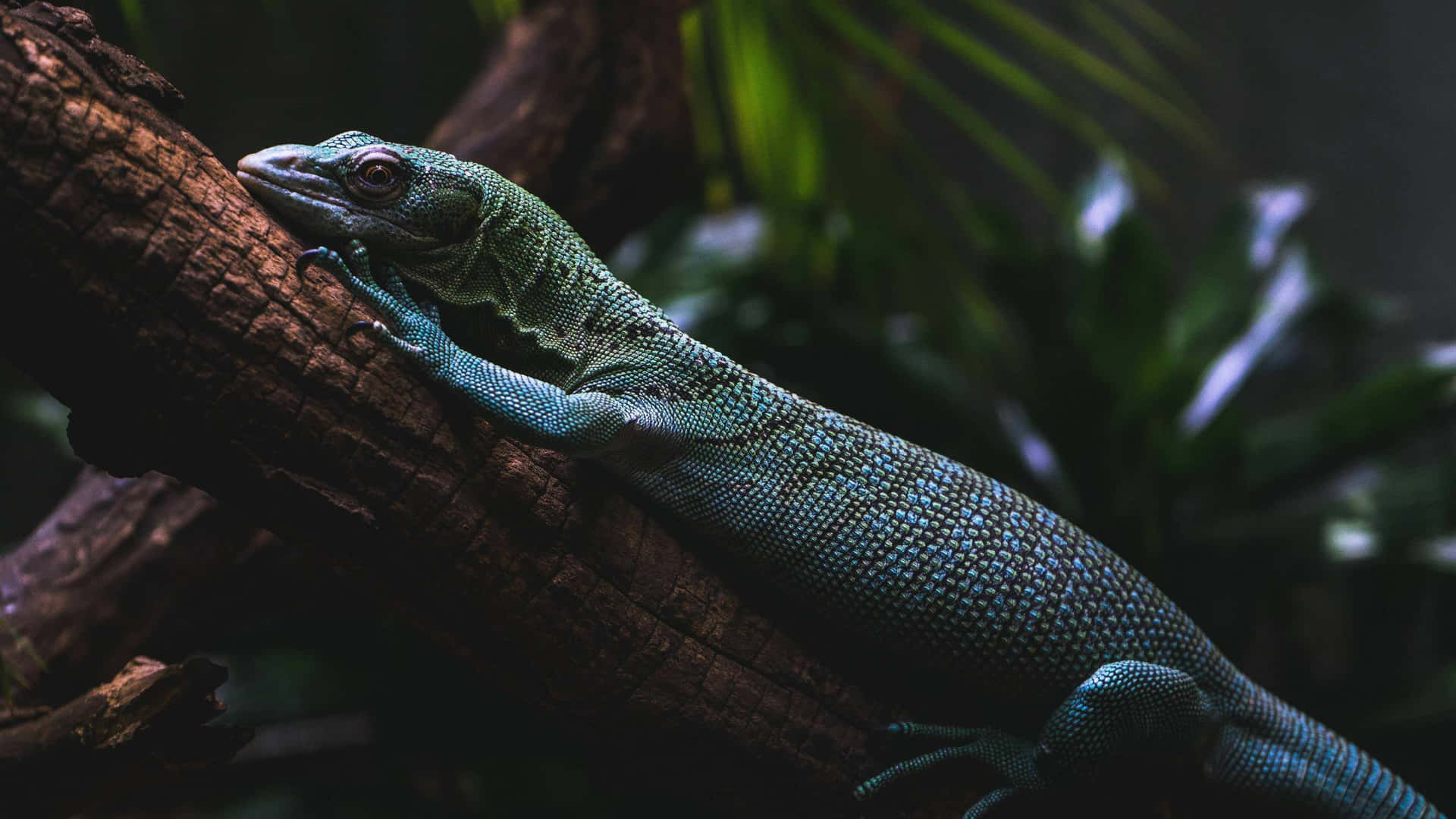 Lizard On Tree Dark Picture