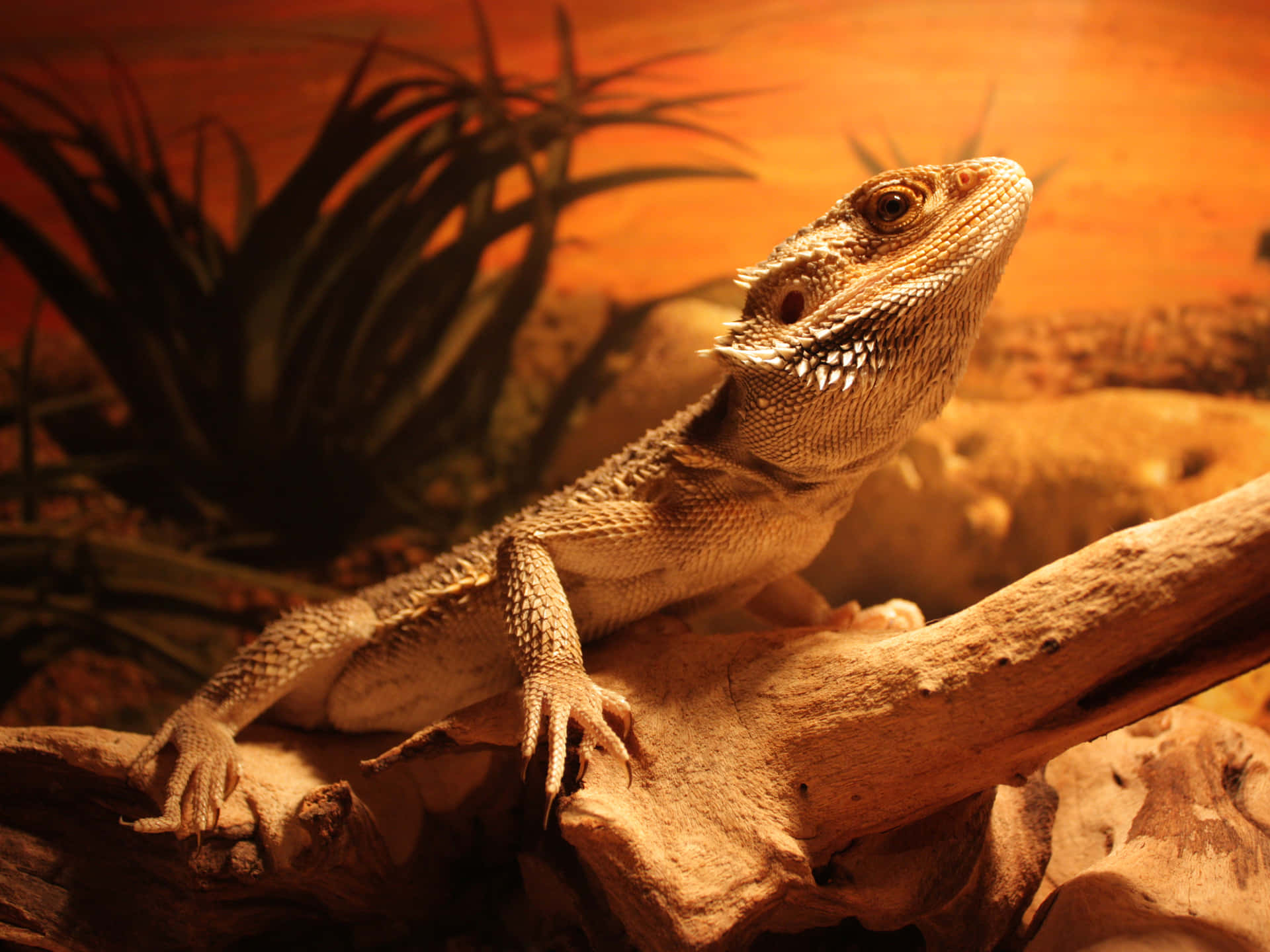 Central Bearded Dragon Lizard Picture