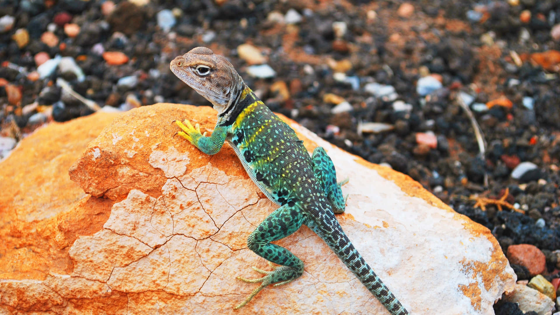 Lizard On Orange Rock Picture