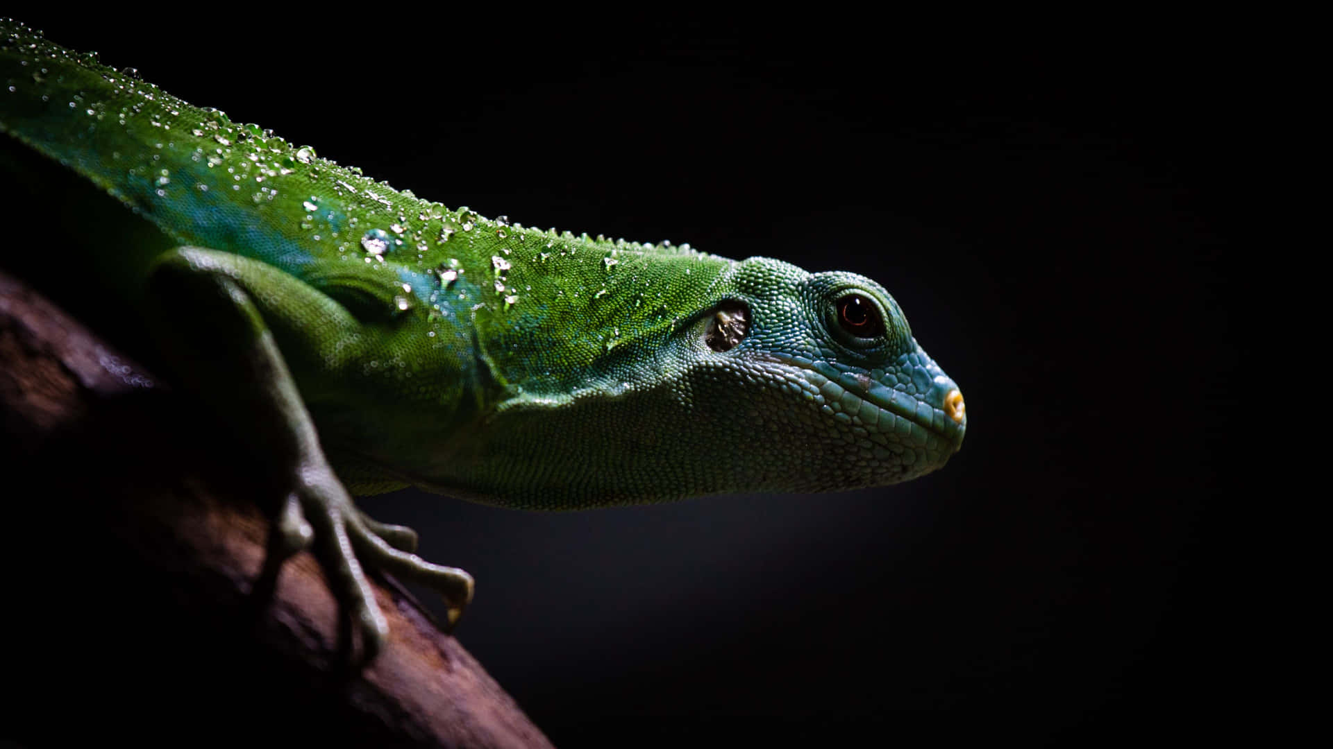 Green Lizard On Dark Picture