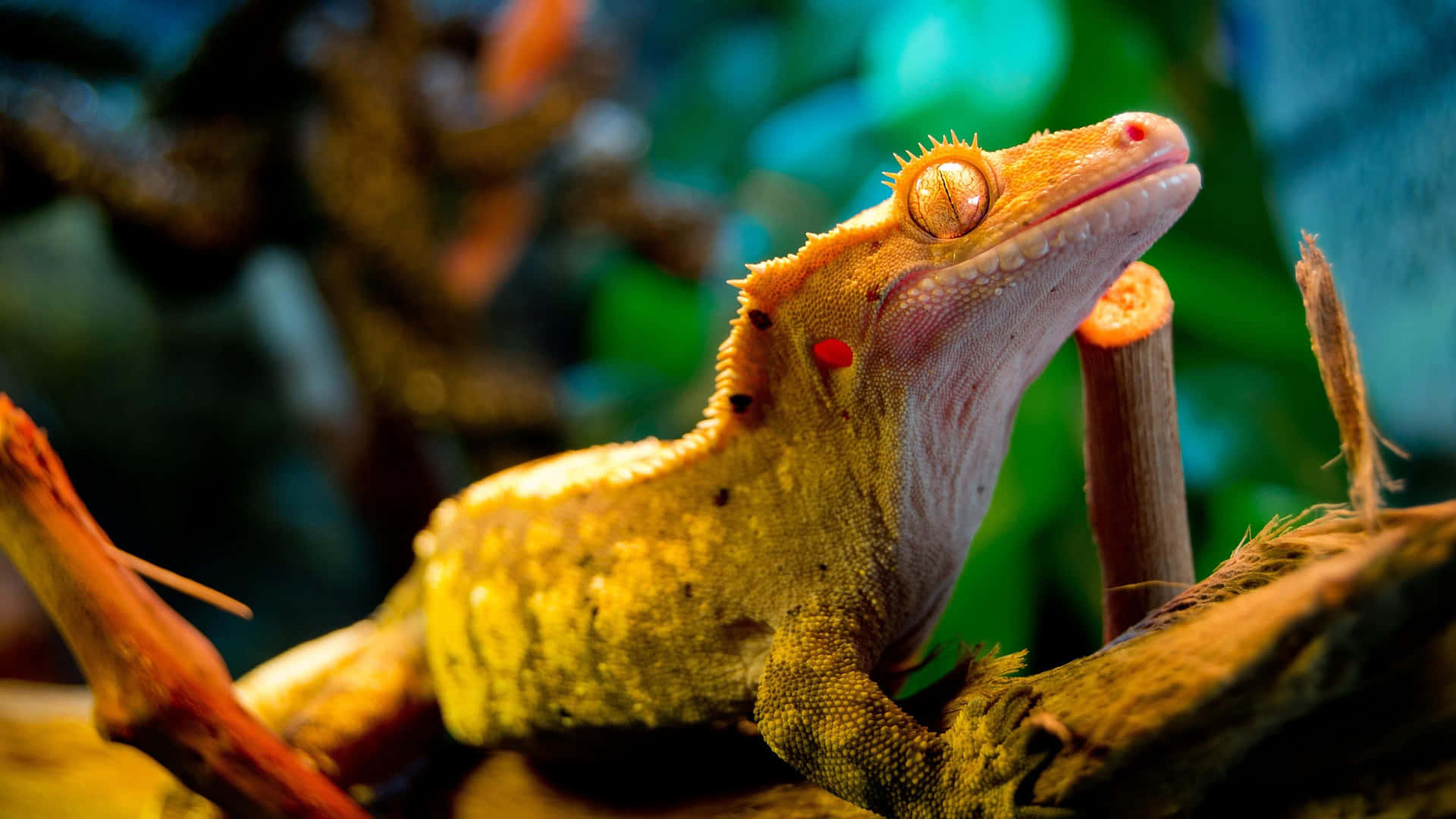 Crested Gecko Lizard Bokeh Picture