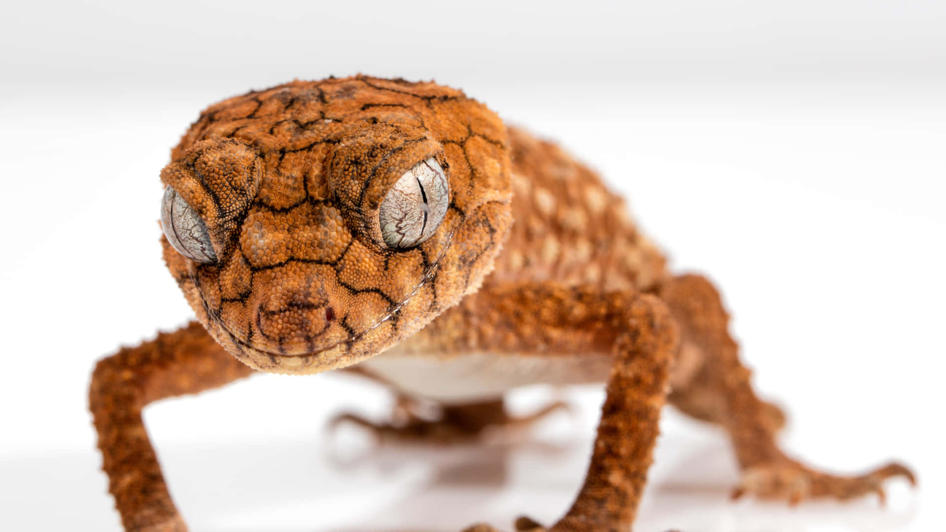 Brown Gecko Lizard Close Up Picture