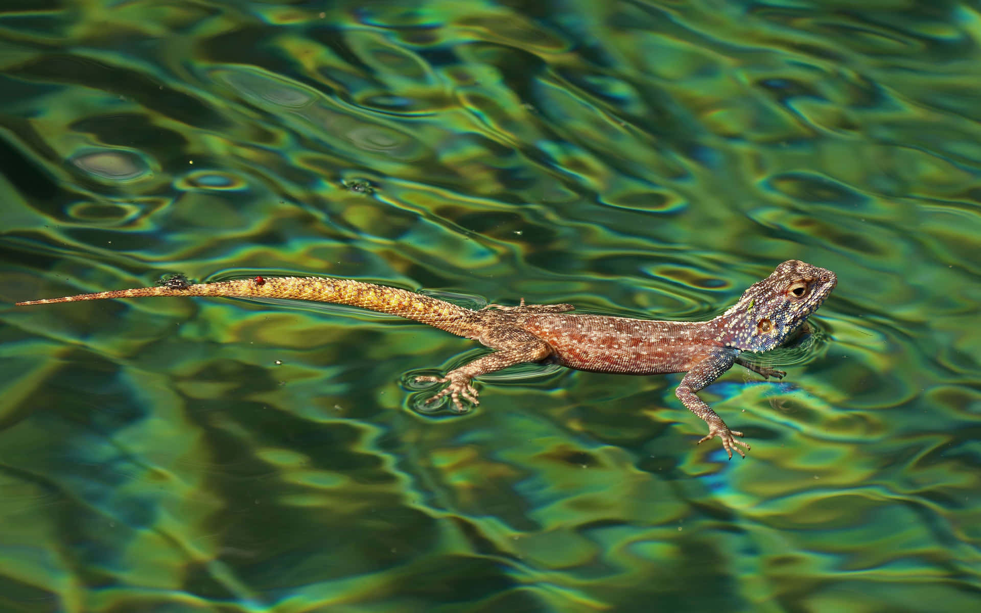 Cute Tiny Lizard Swimming Picture