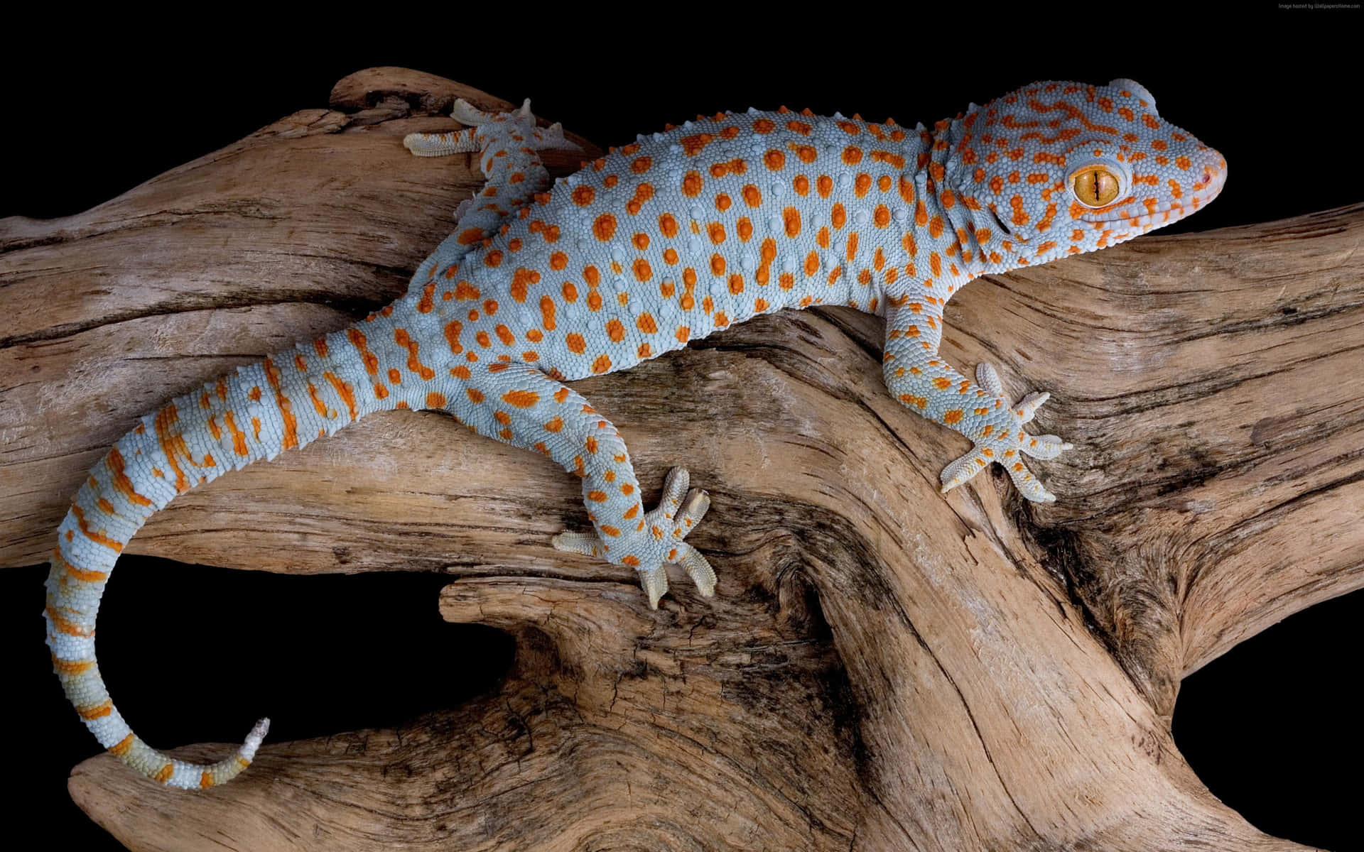 Grey Orange Gecko Lizard Picture