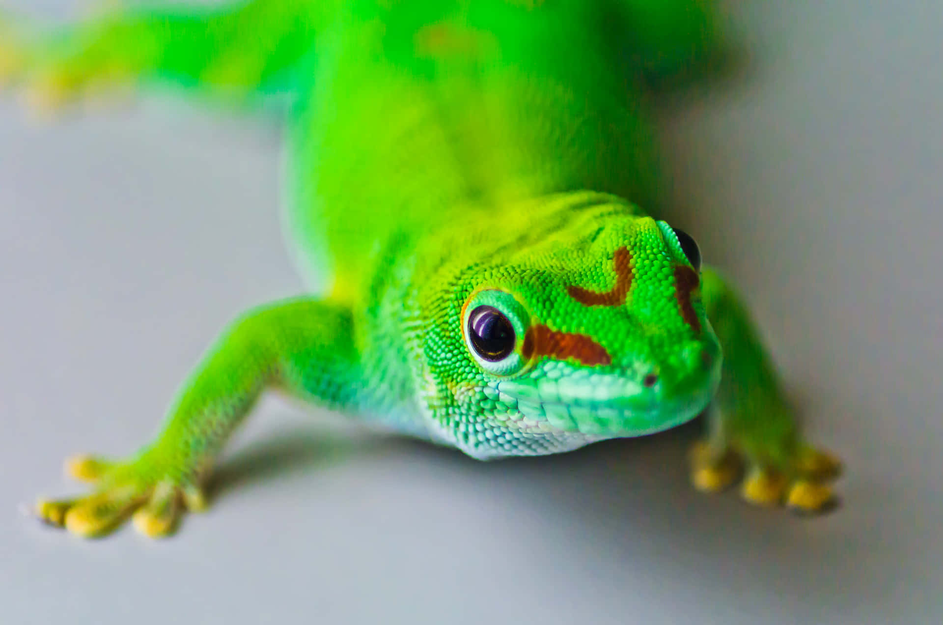 Bright Green Lizard Picture