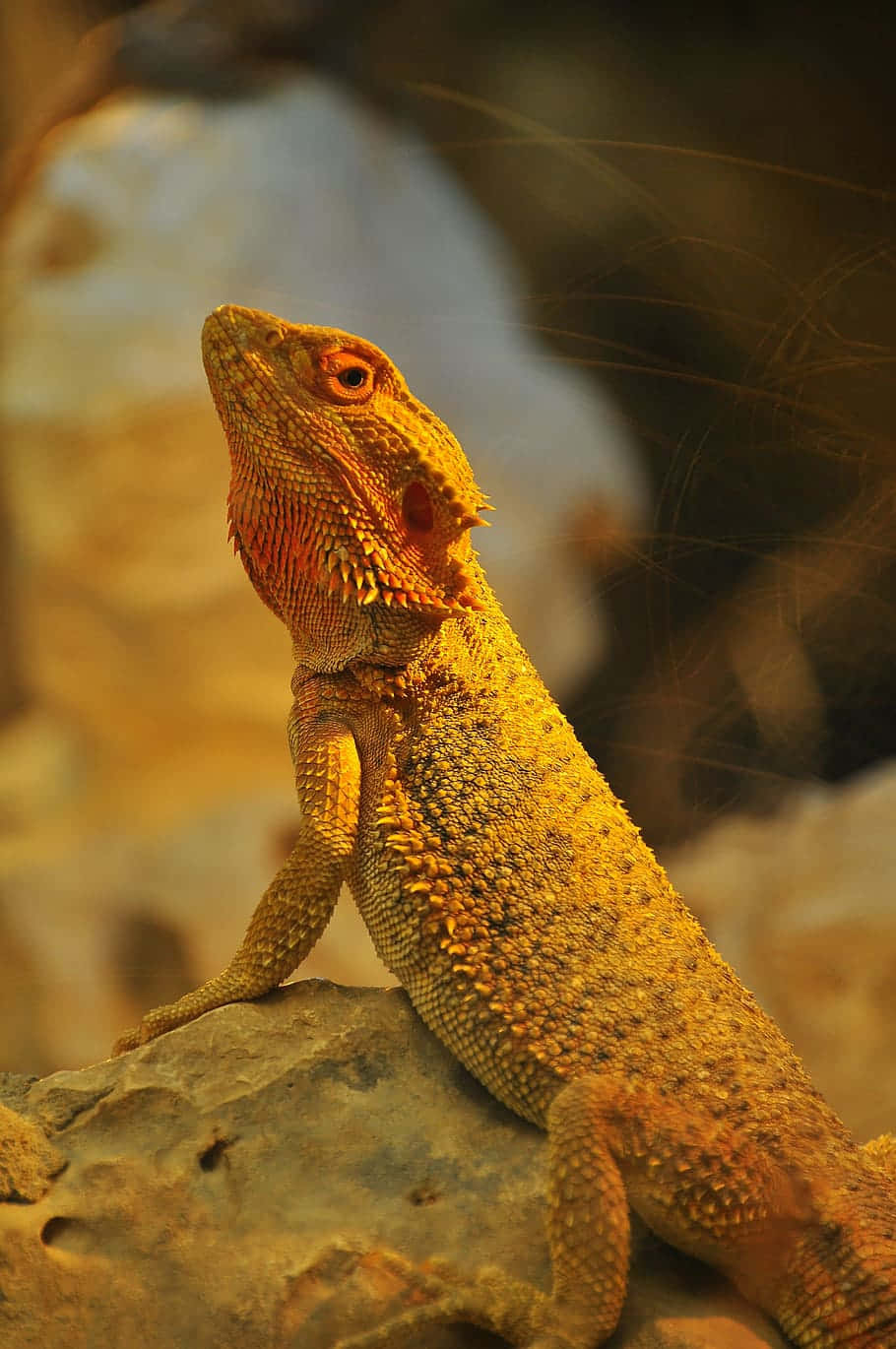Immaginedi Un Lizard Su Una Roccia All'ora Dorata