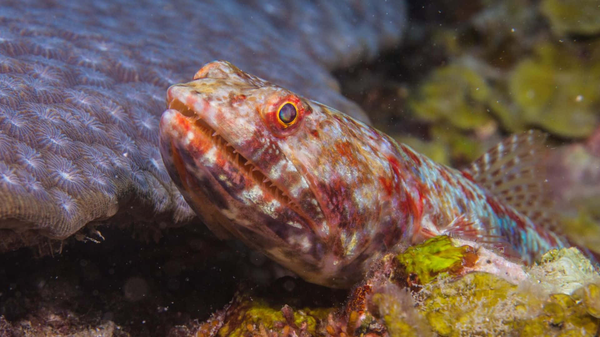 Lizardfish Camouflage Ocean Floor Wallpaper