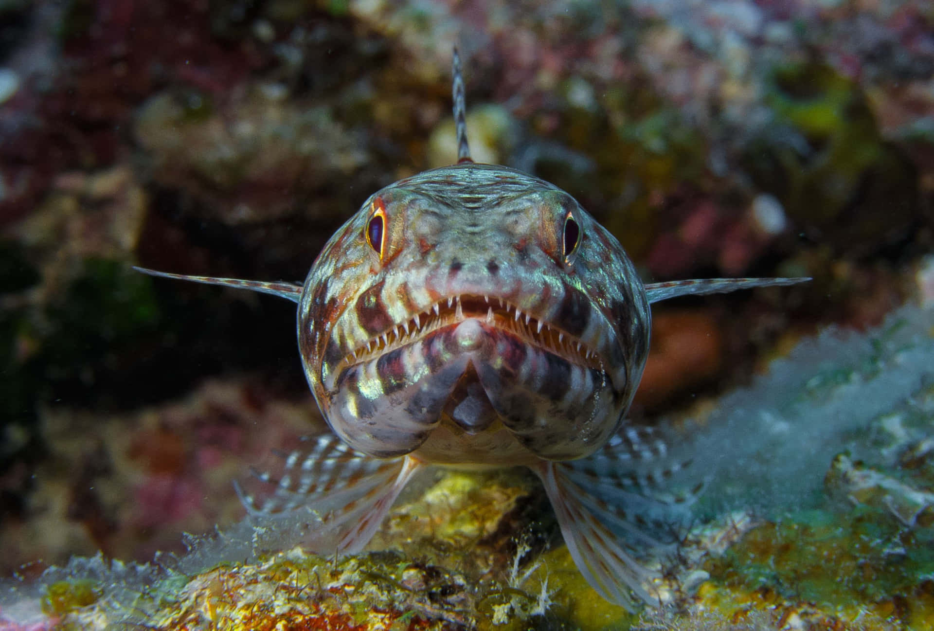 Lizardfish Camouflageon Coral Reef Wallpaper