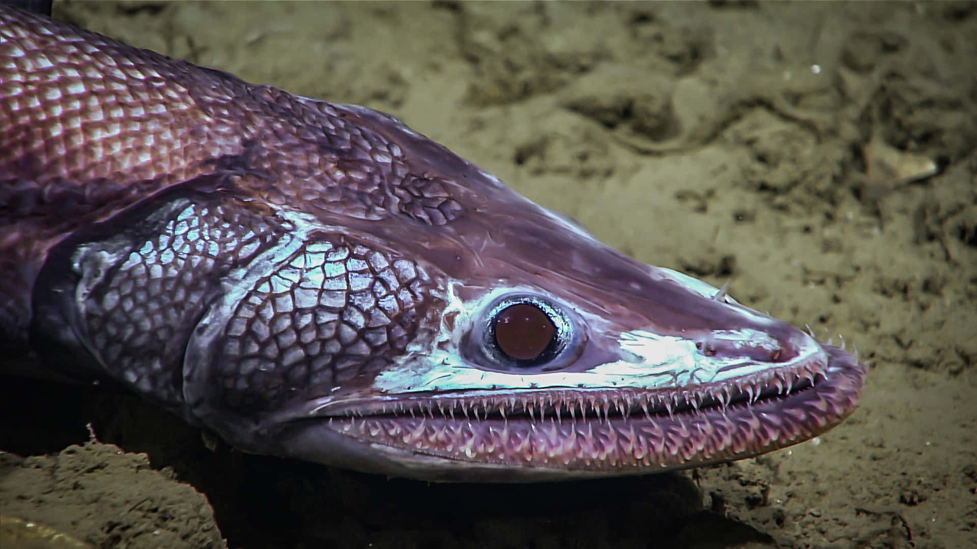 Lizardfish Close Up Underwater Wallpaper