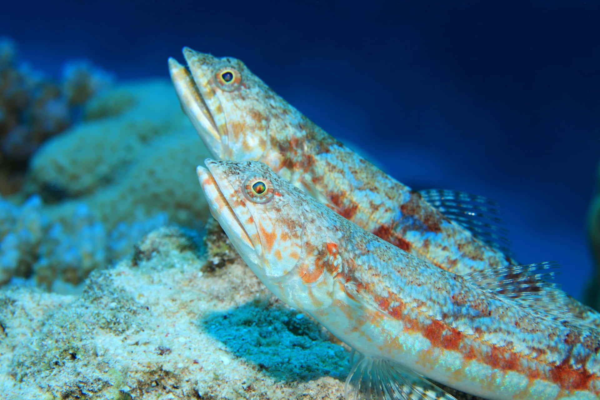 Lizardfish Duoon Coral Reef Wallpaper