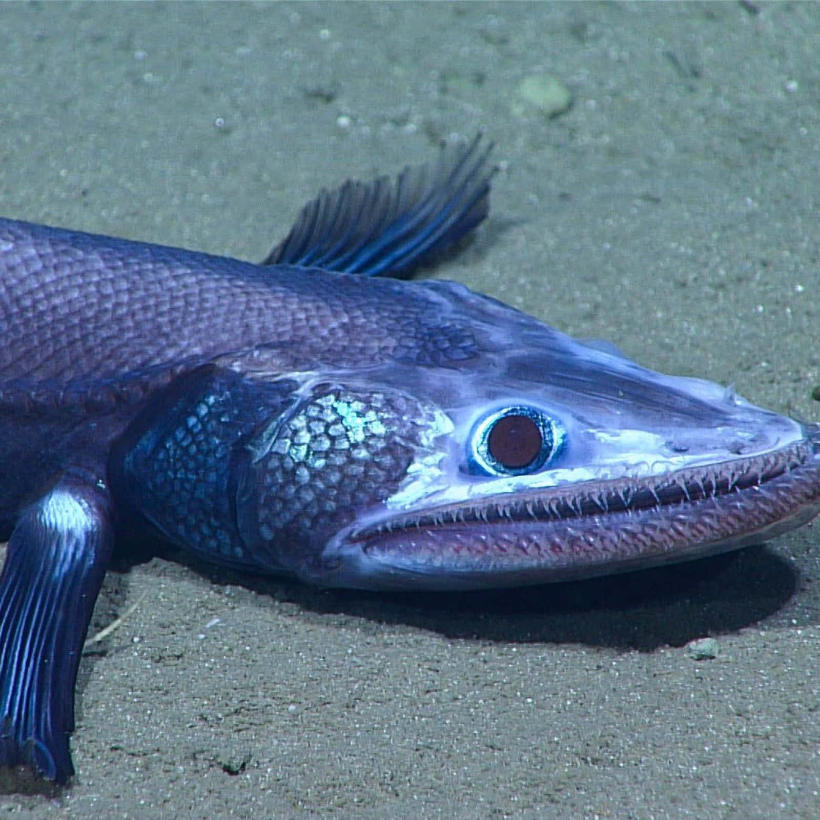 Lizardfish I Sitt Naturlige Habitat Bakgrunnsbildet