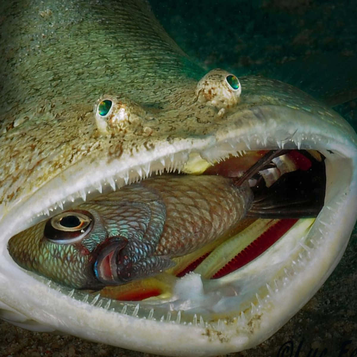 Lizardfish Predation Moment Wallpaper