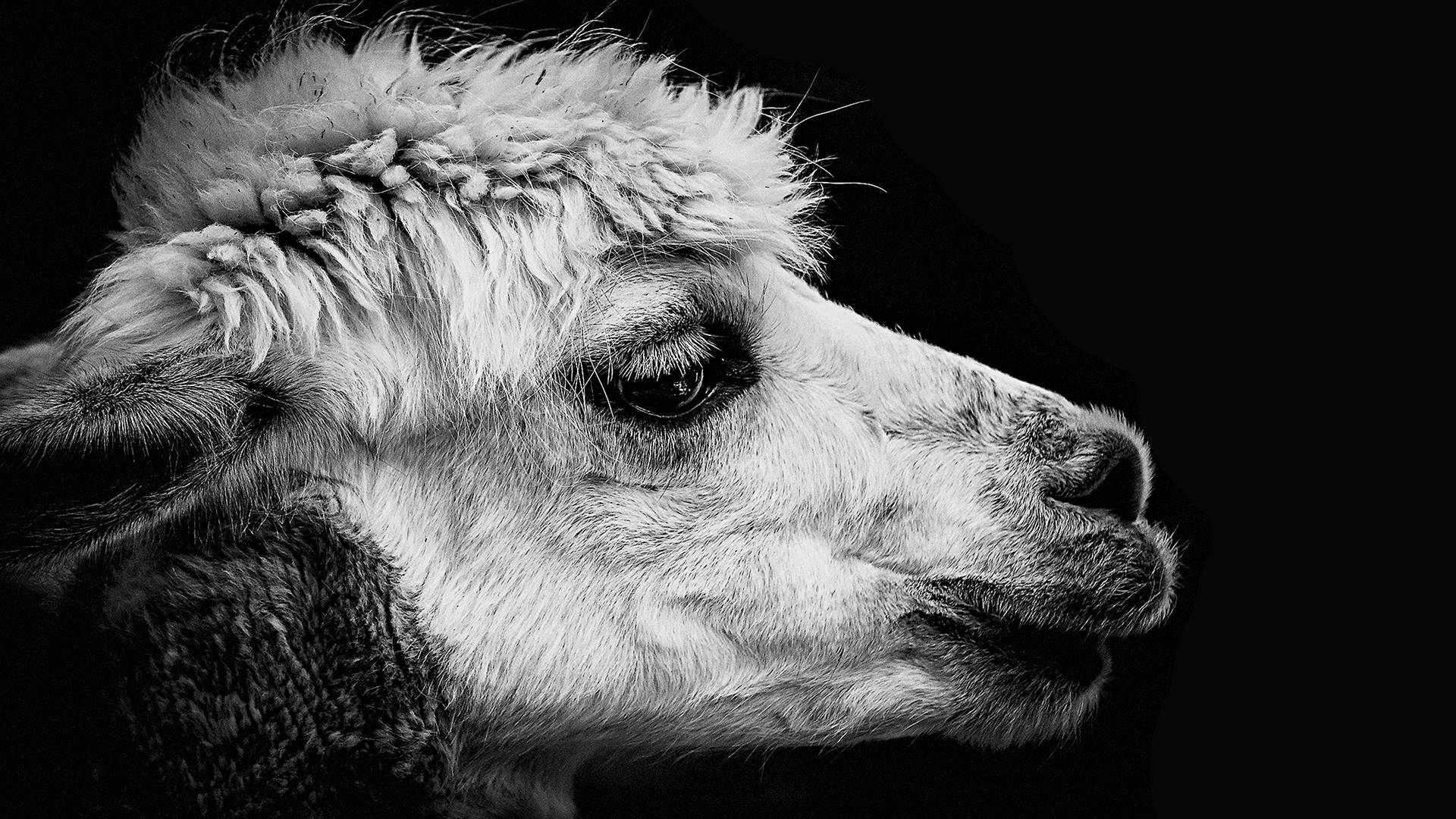 Llama Face Up Close Wallpaper
