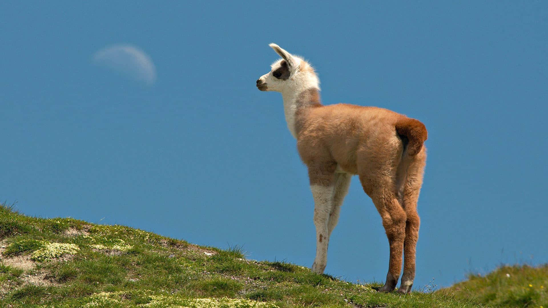 Llama Gazing Into Distance Wallpaper