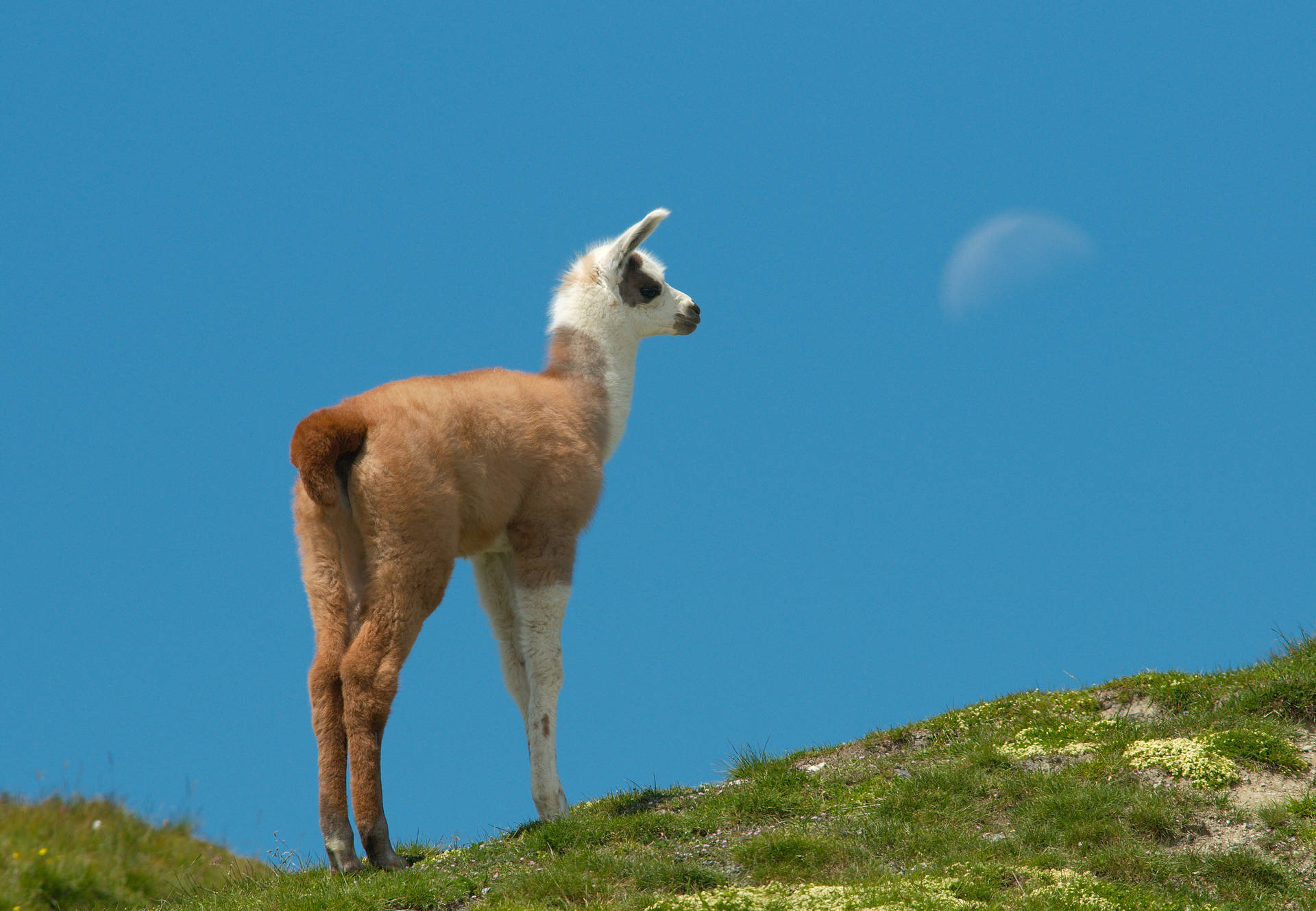 Llama Looks To The Moon Wallpaper
