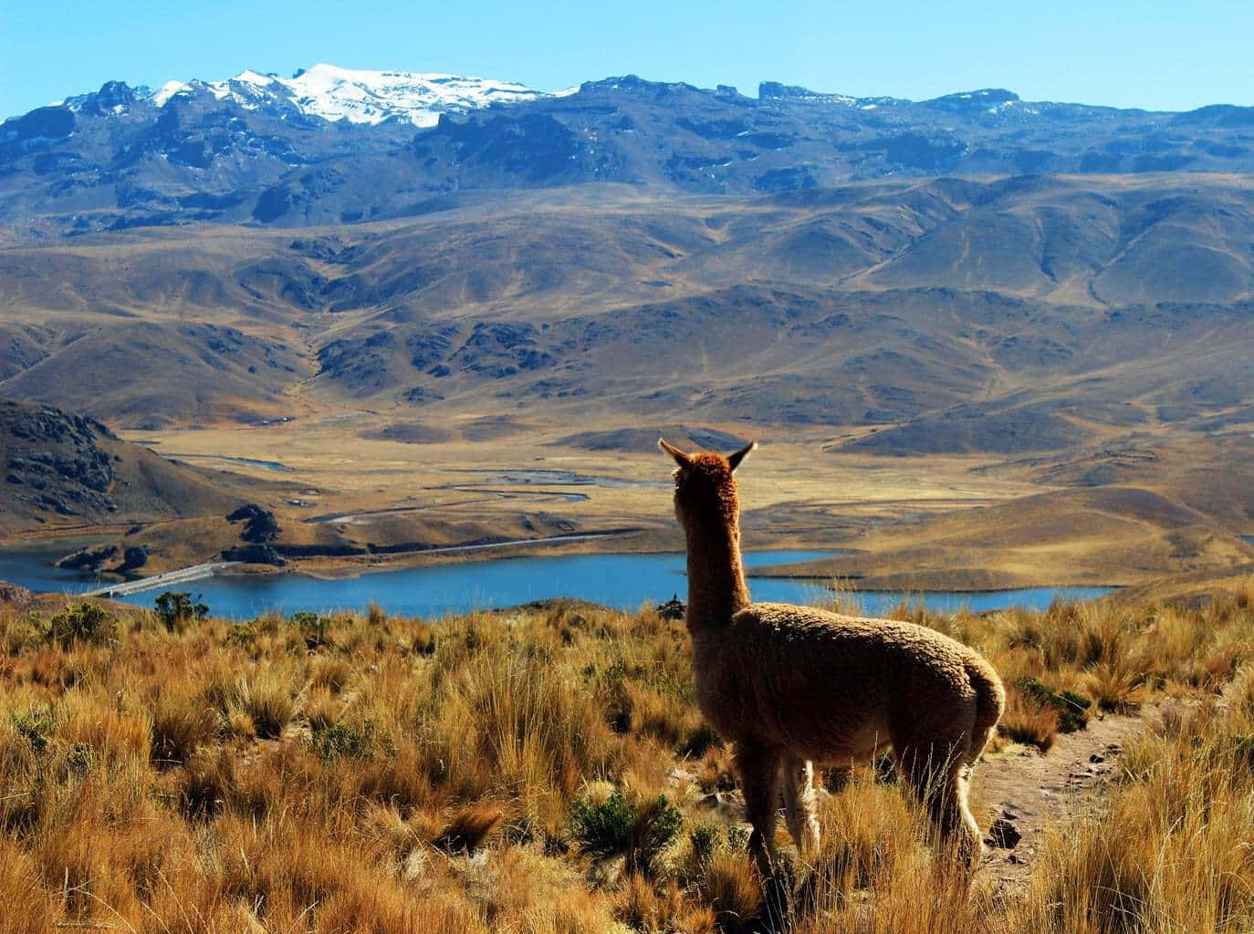 Llama Overlooking Mountain Lake Wallpaper
