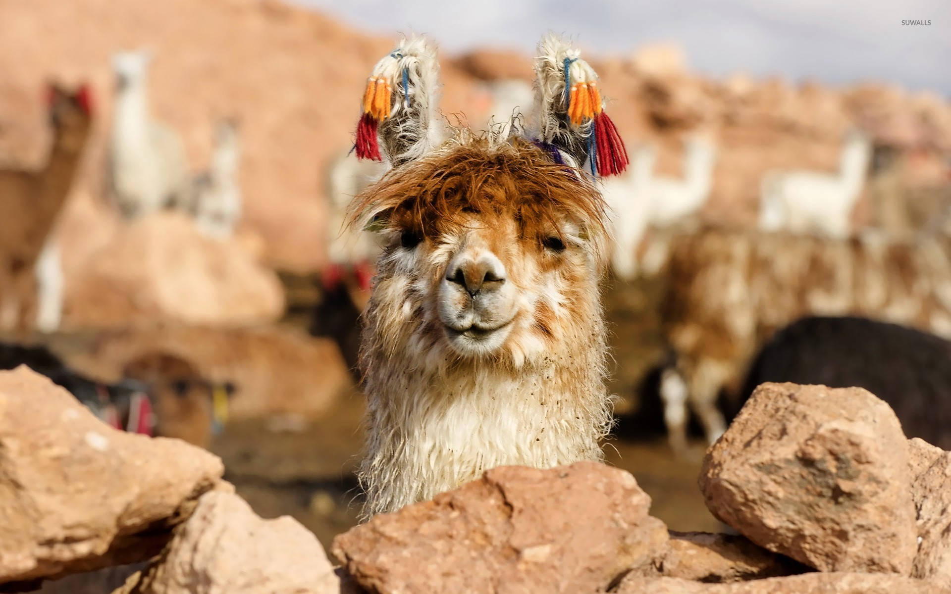 Funky Llama Wearing a Traditional Headdress Wallpaper