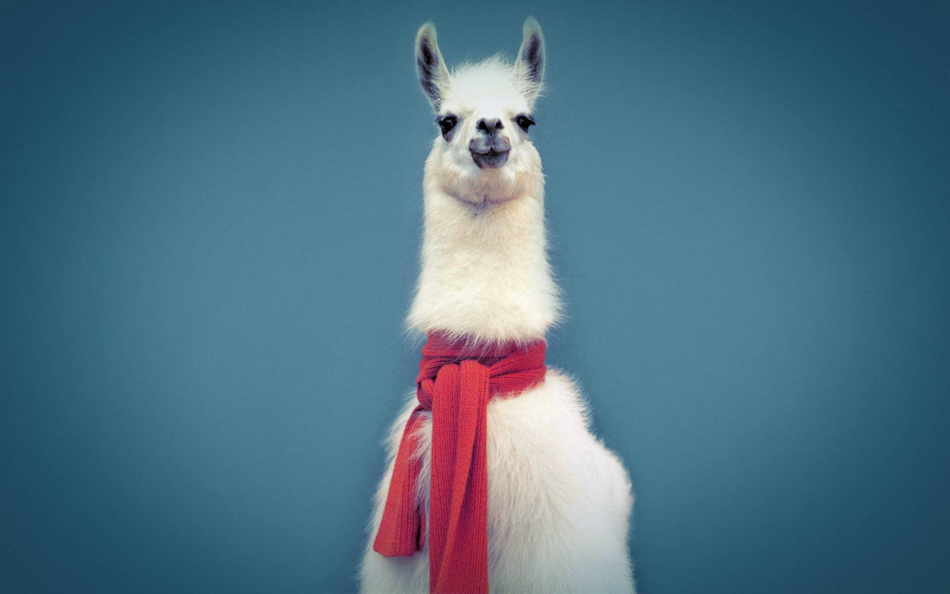 Llama With Red Scard Wallpaper