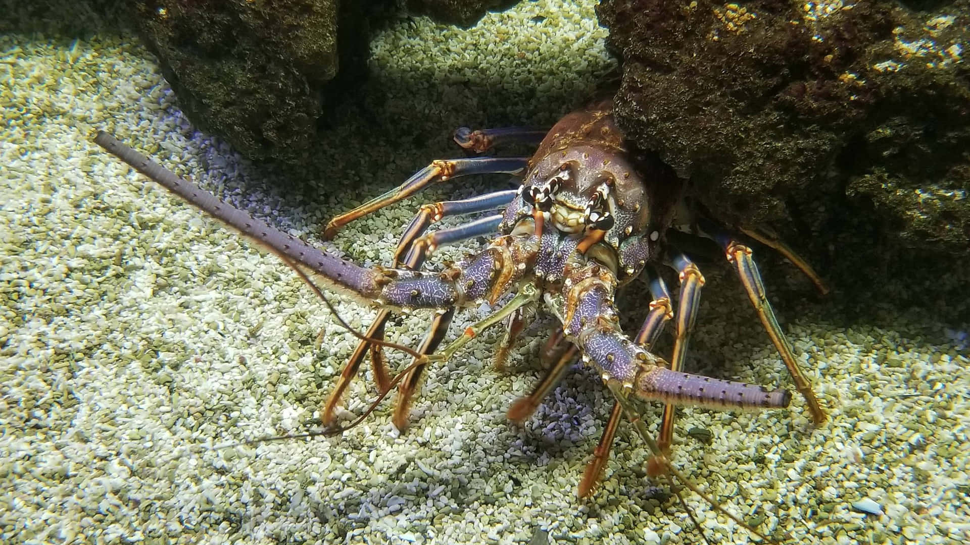 Delicious Tender Lobster