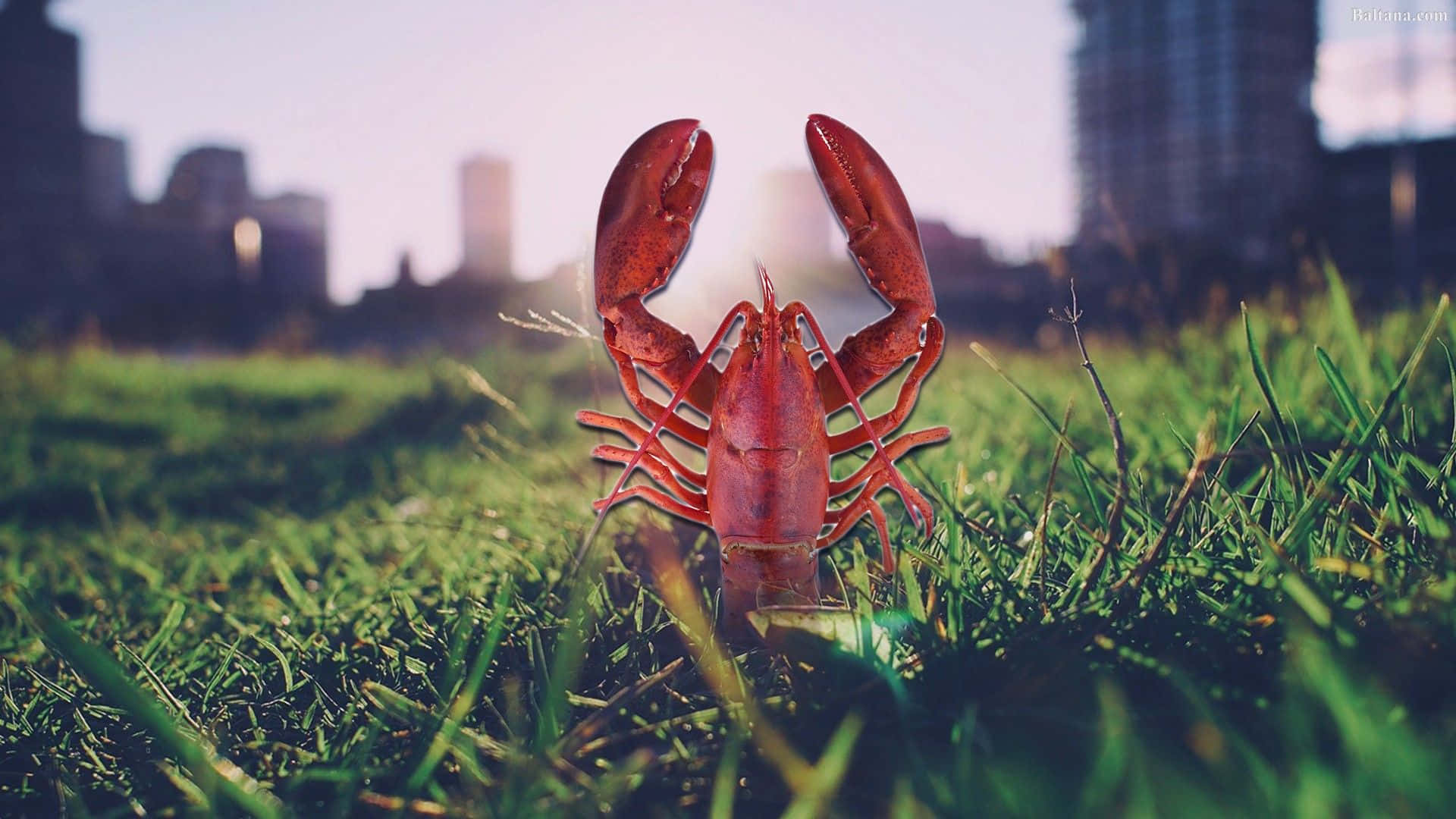 Take a closer look at the beautiful details of lobster