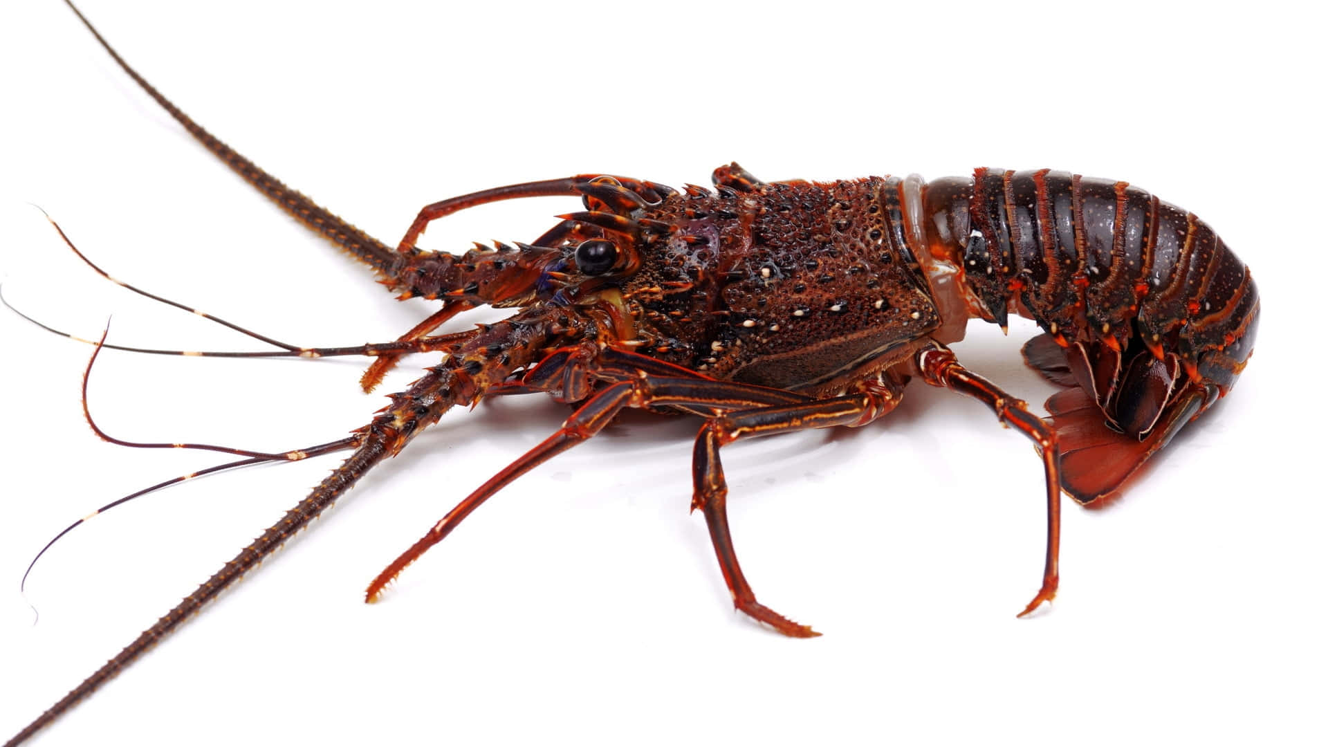 A Tasty Lobster Awaiting Your Enjoyment