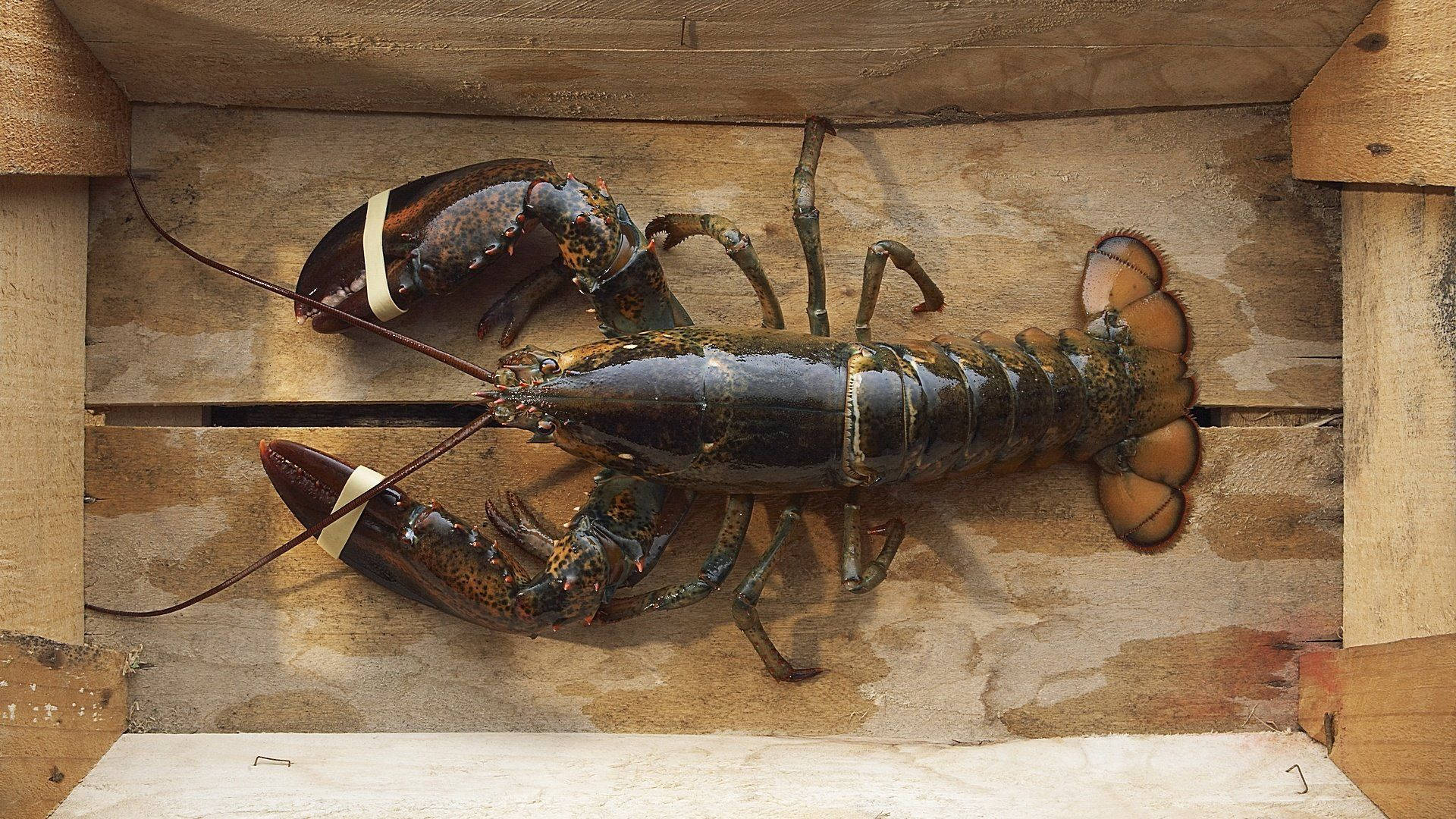 Lobster Inside Wooden Crate