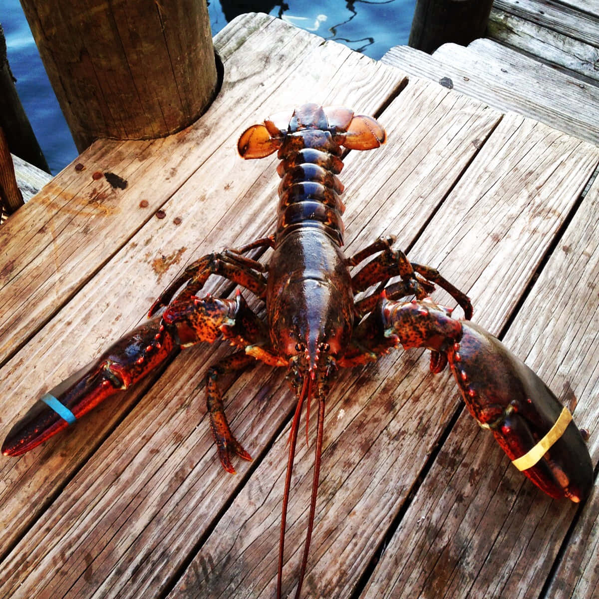 Delicious Maine Lobster
