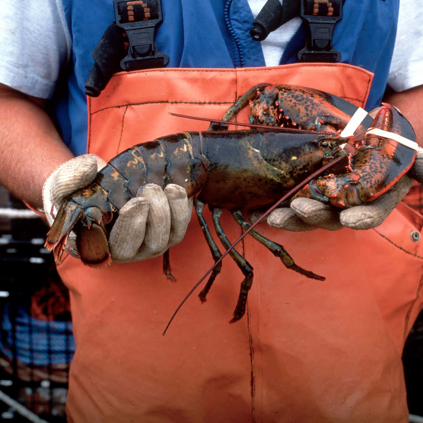 Freshly Caught Lobster