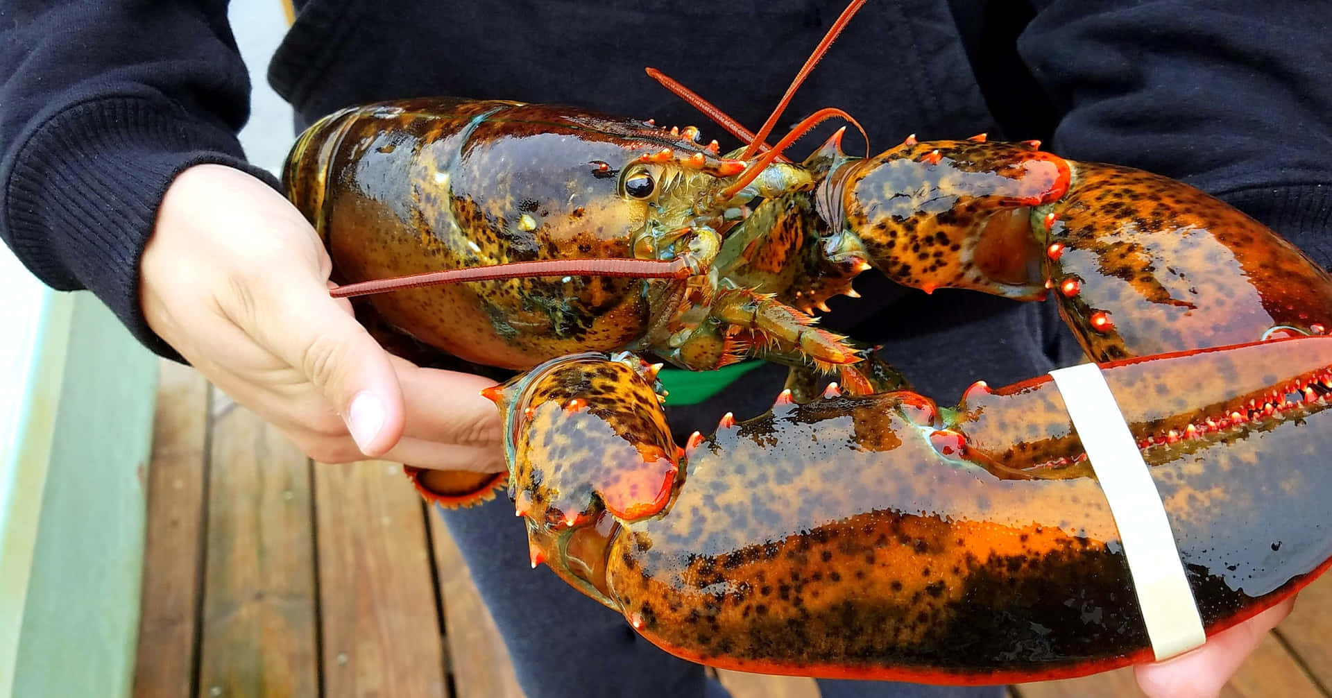 A freshly caught lobster on a sunny day
