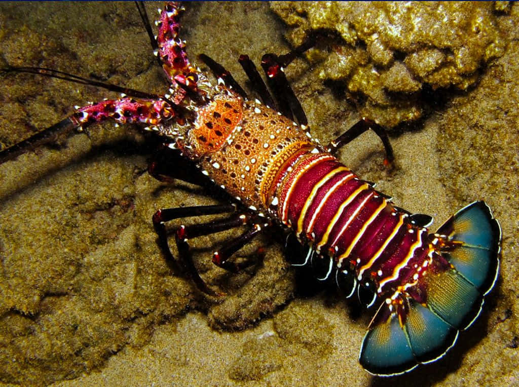 A beautiful lobster sitting on an idyllic shoreline