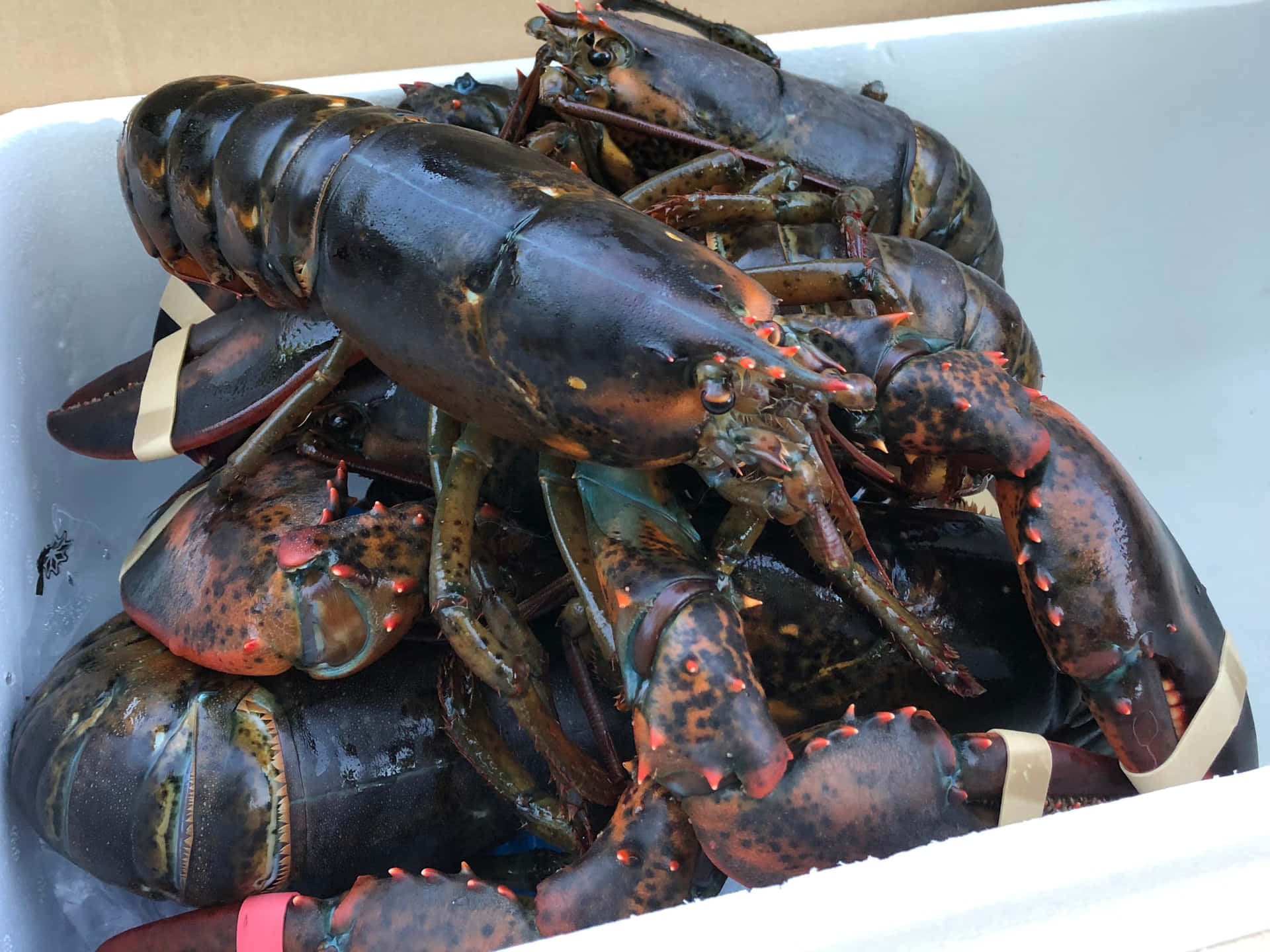 Fresh Lobster is always a Treat!