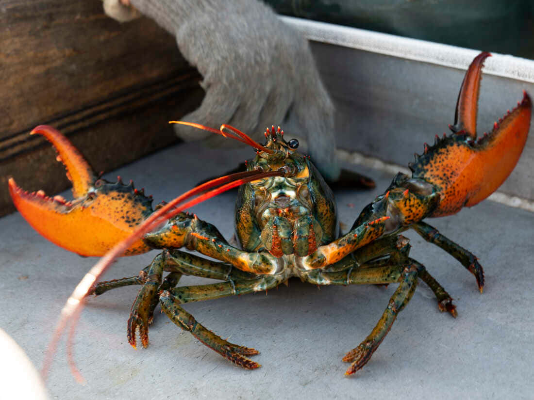 Umred Lobster Recém-cozido